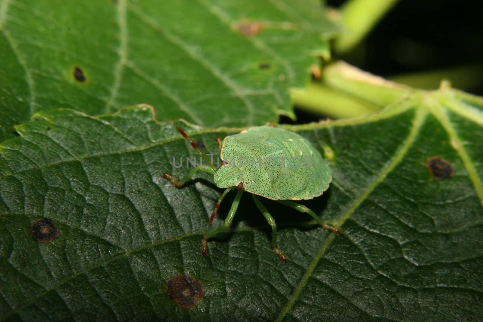 Larva of a Green shield bug (Palomena prasina) on a plant
