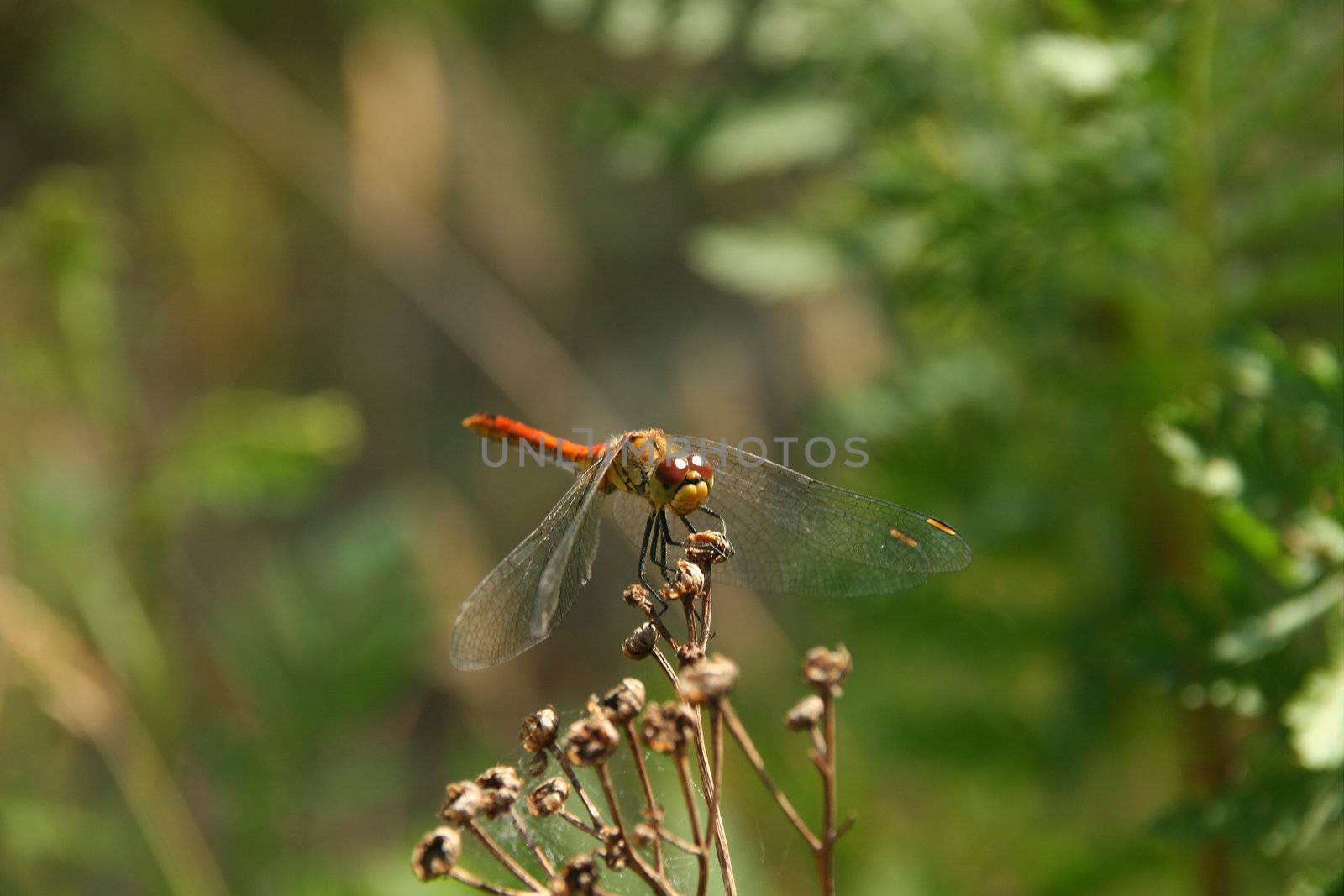 Common Darter (Sympetrum striolatum) - male on a branch