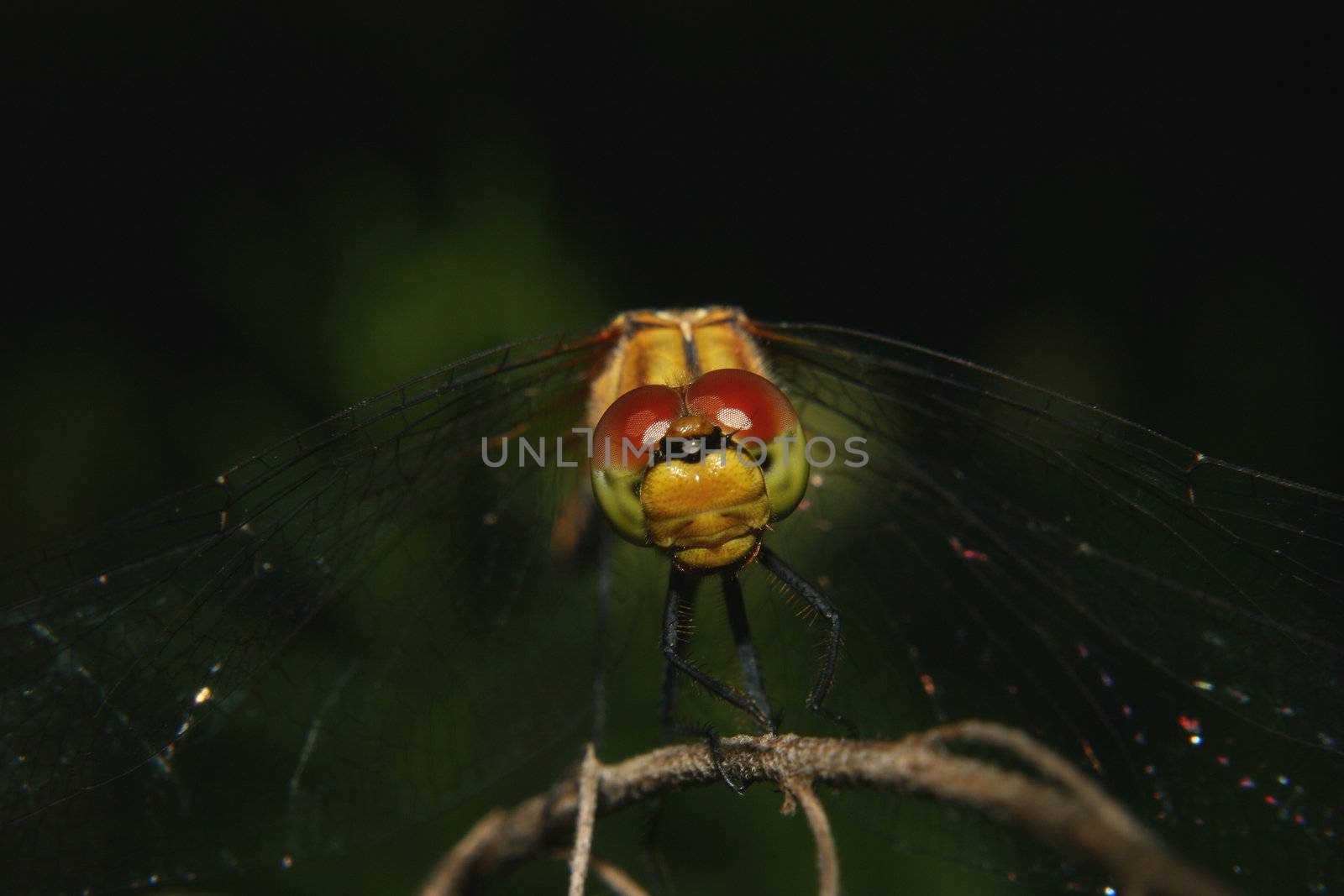 Common Darter (Sympetrum striolatum) - female on a branch - Portrait