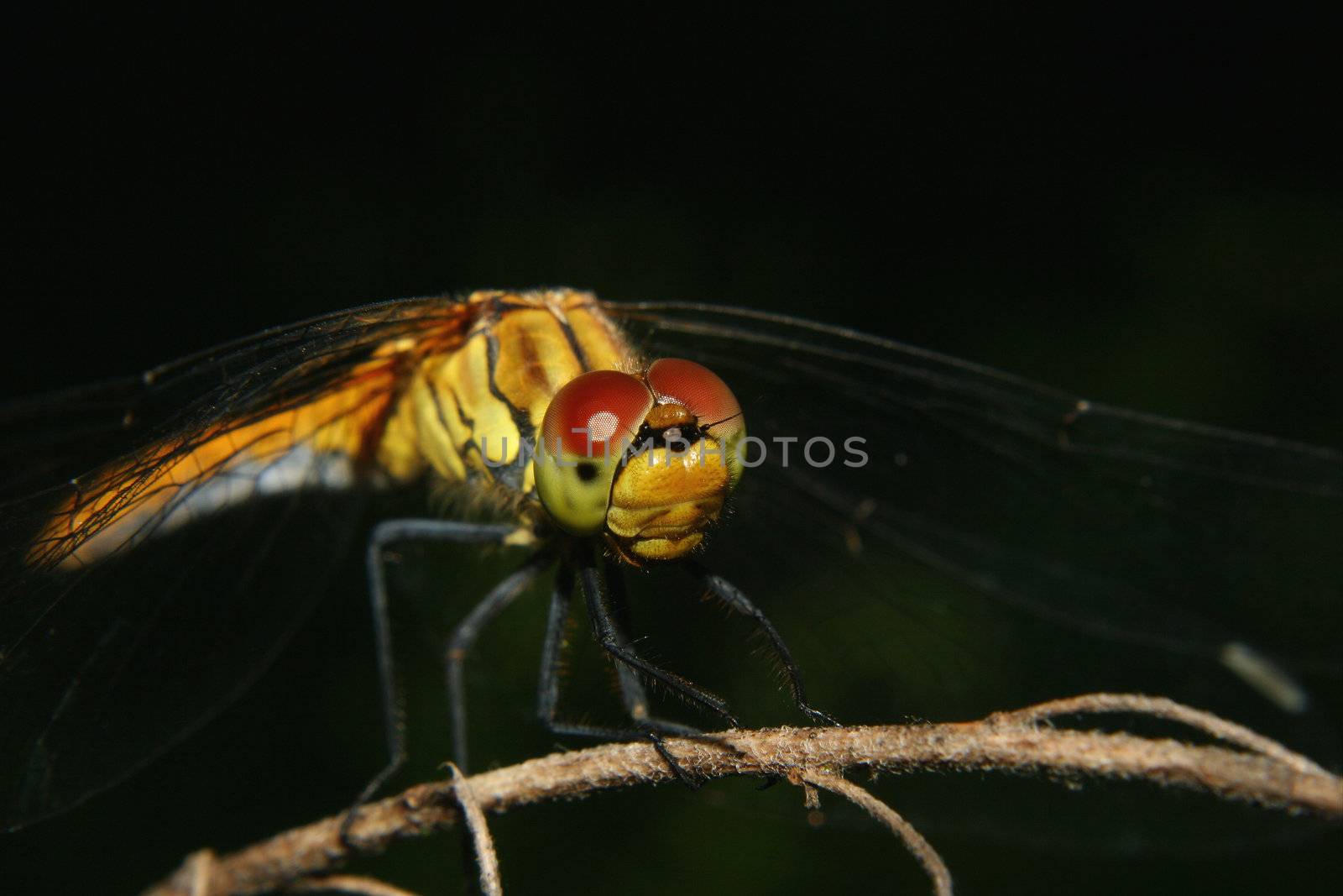 Common Darter (Sympetrum striolatum) by tdietrich