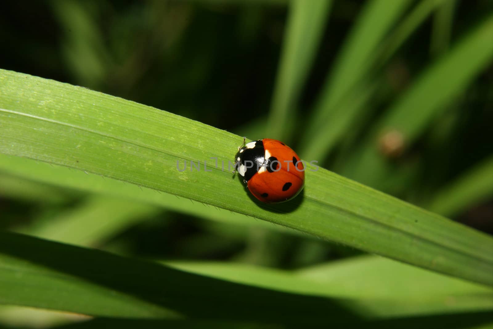 Ladybird beetle (Coccinella septempunctata) on a plant