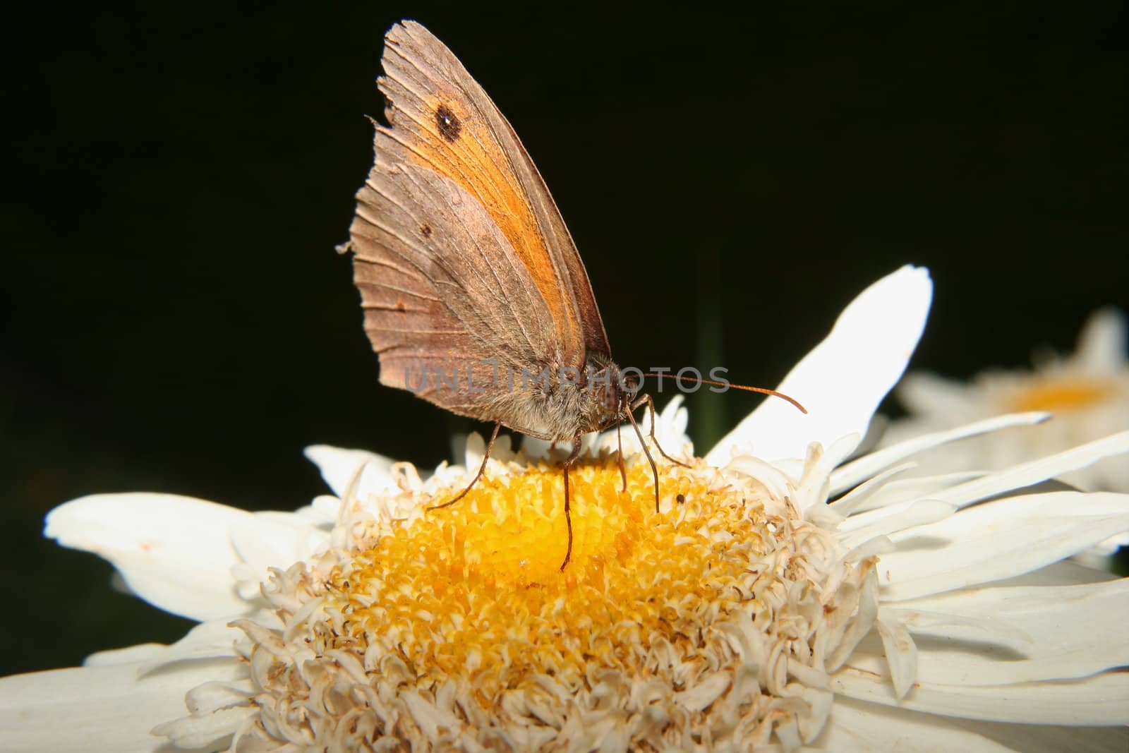 Small Heath (Coenonympha pamphilus) when sucking on a flower