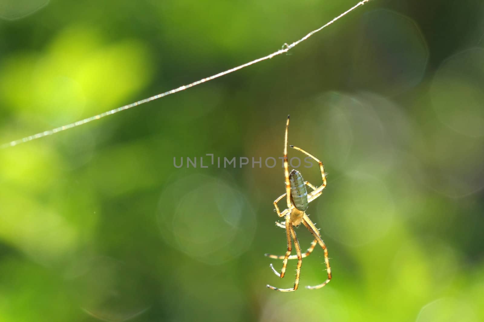 Black & Yellow Garden Spider male in web