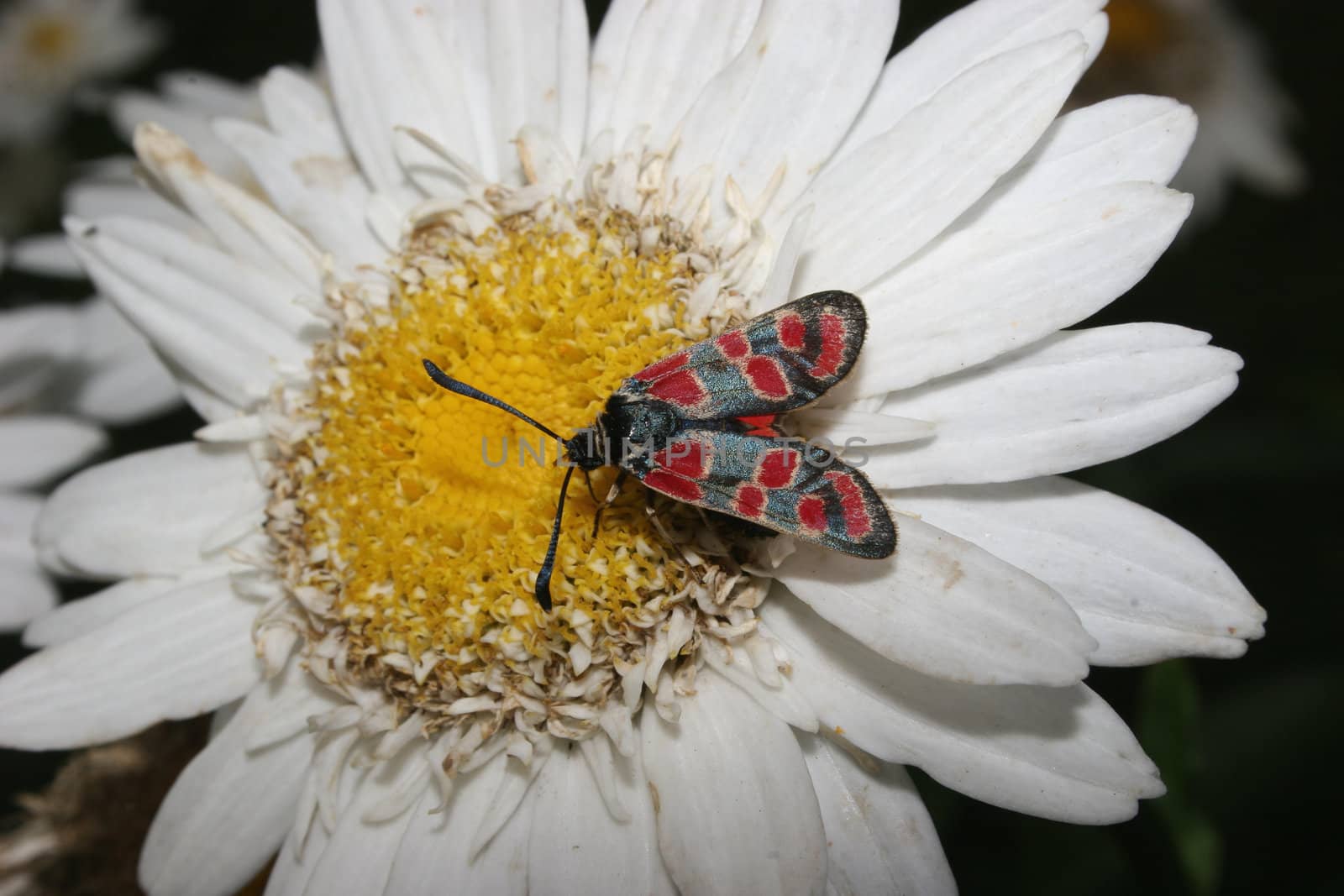 Six-spot Burnet (Zygaena filipendulae) by tdietrich