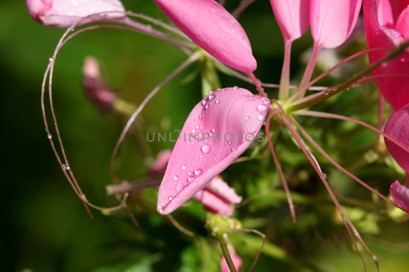 Cleome or spider flower in early morning sun