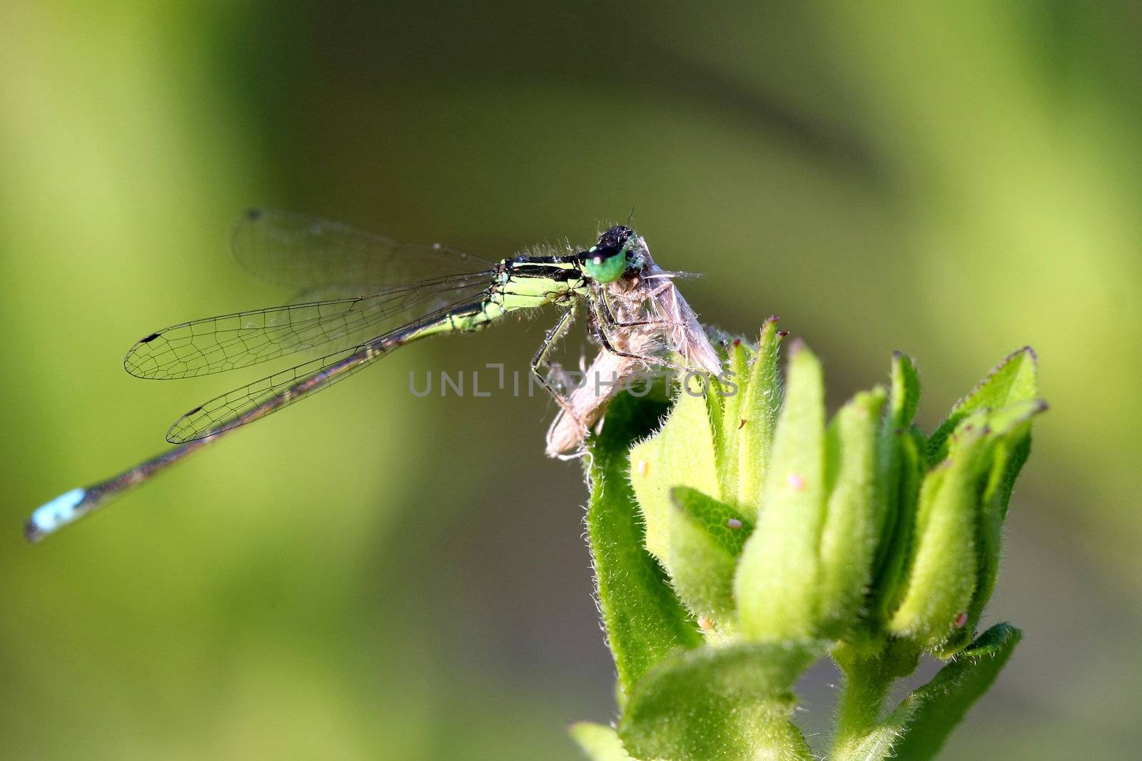 Eastern Forktail Damselfly ischnura verticalis feeding on small moth