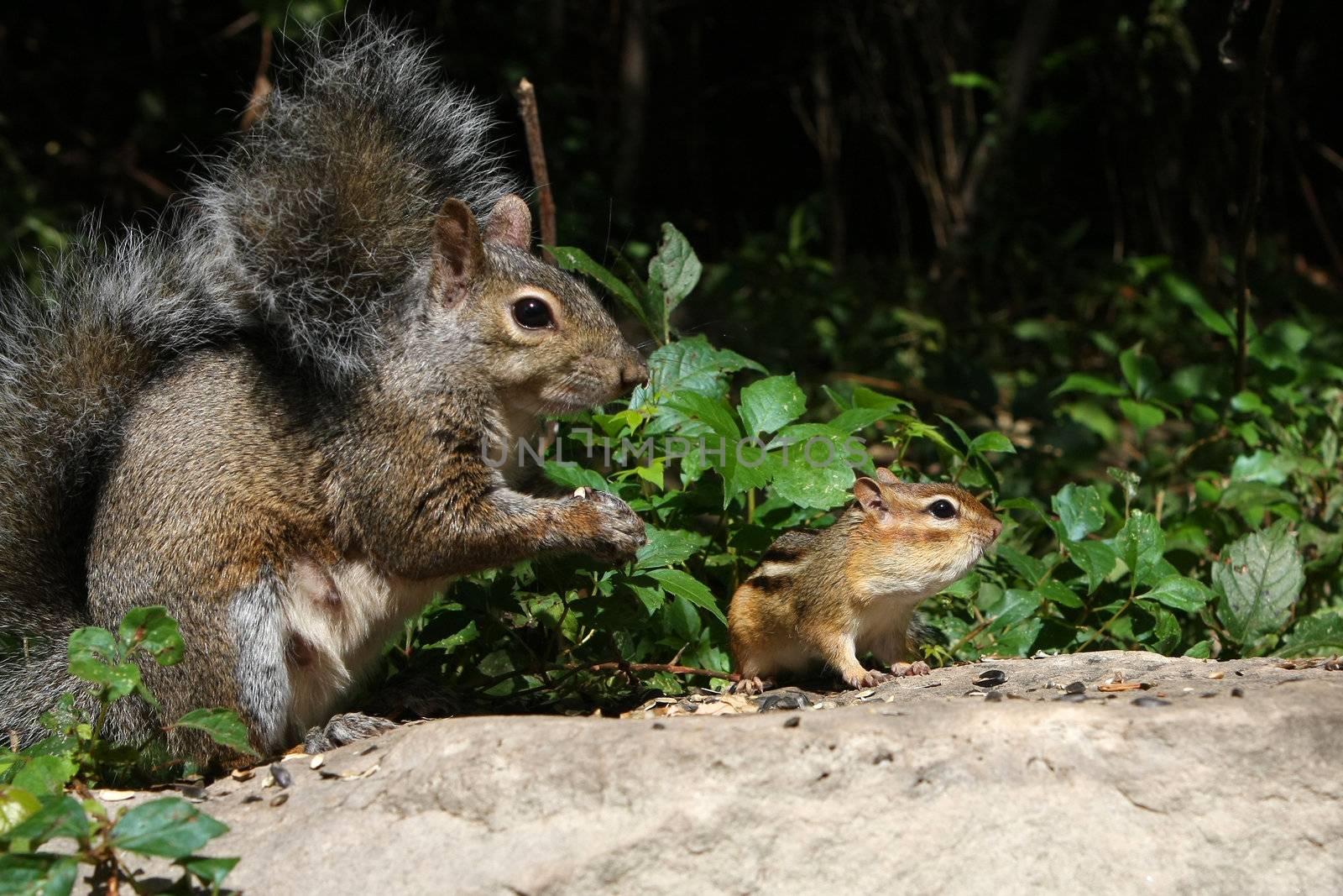 Eastern Gray Squirrel And Eastern Chipmunk Tamias striatus