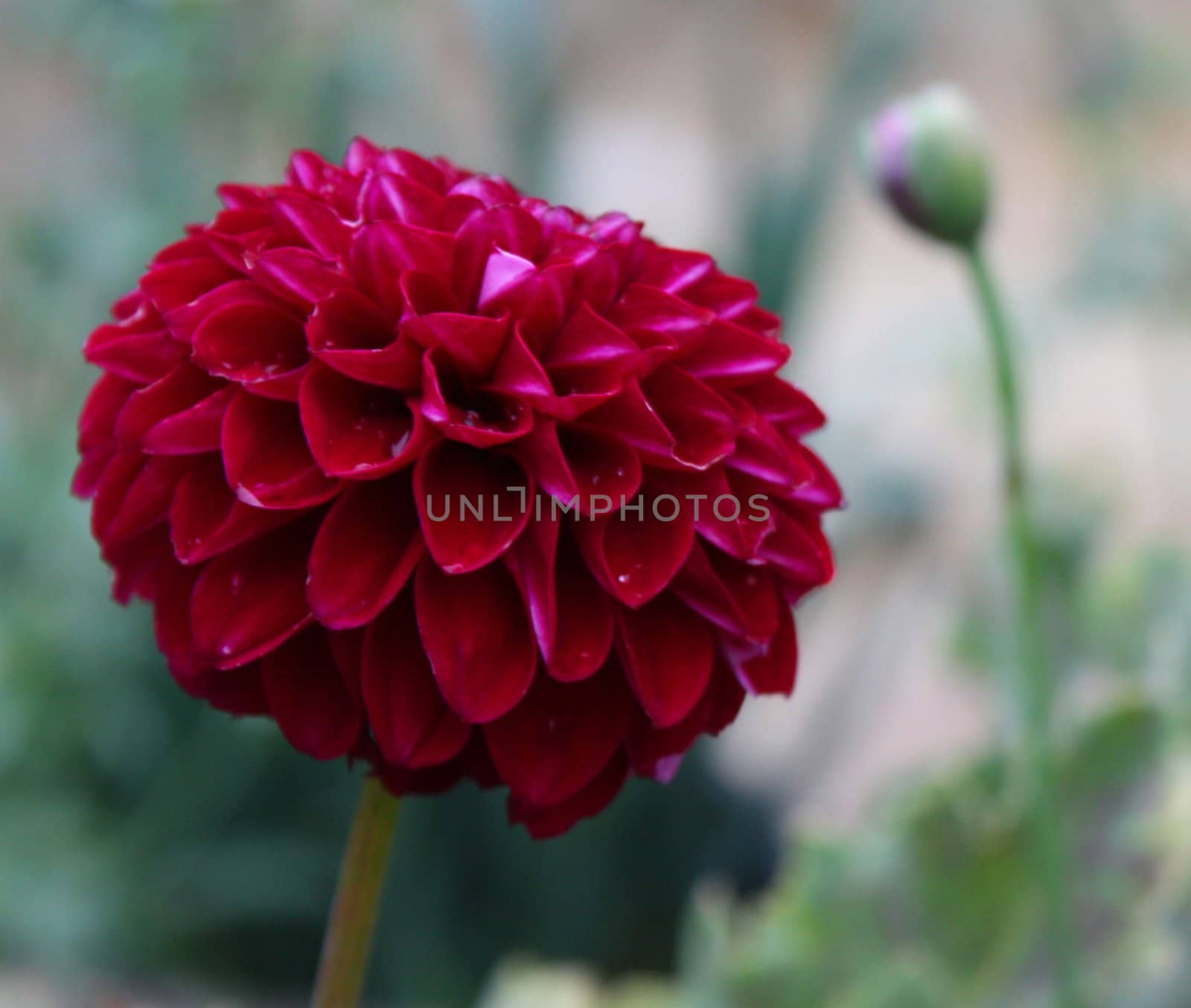 A Beautiful red flower