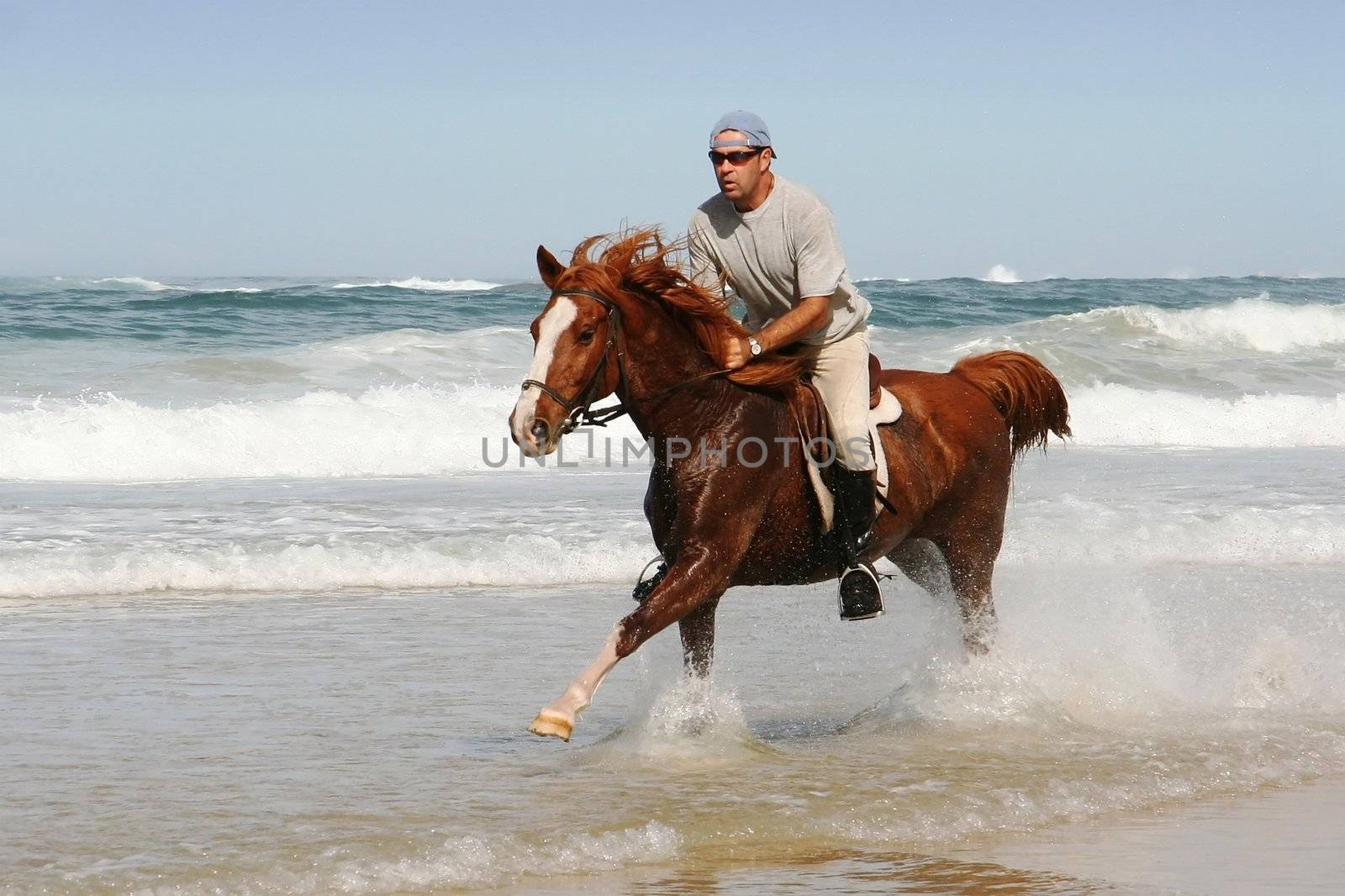 Galloping brown horse and rider in the shallow water at the beach