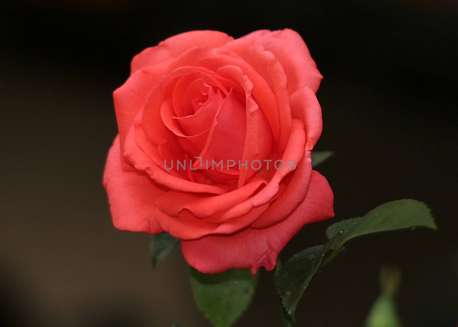 Close view of a beautiful red rose