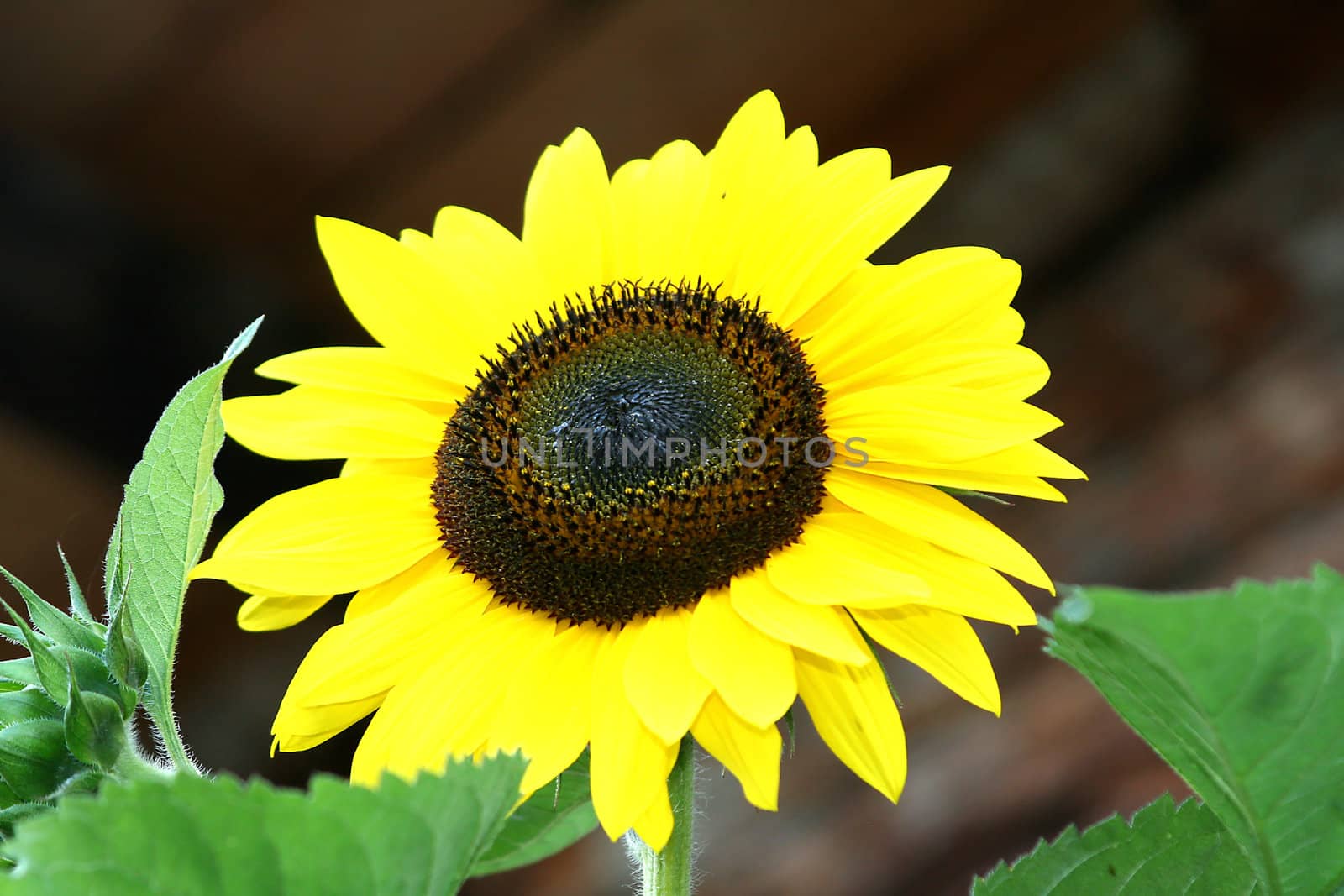 Close view of a colorful sunflower