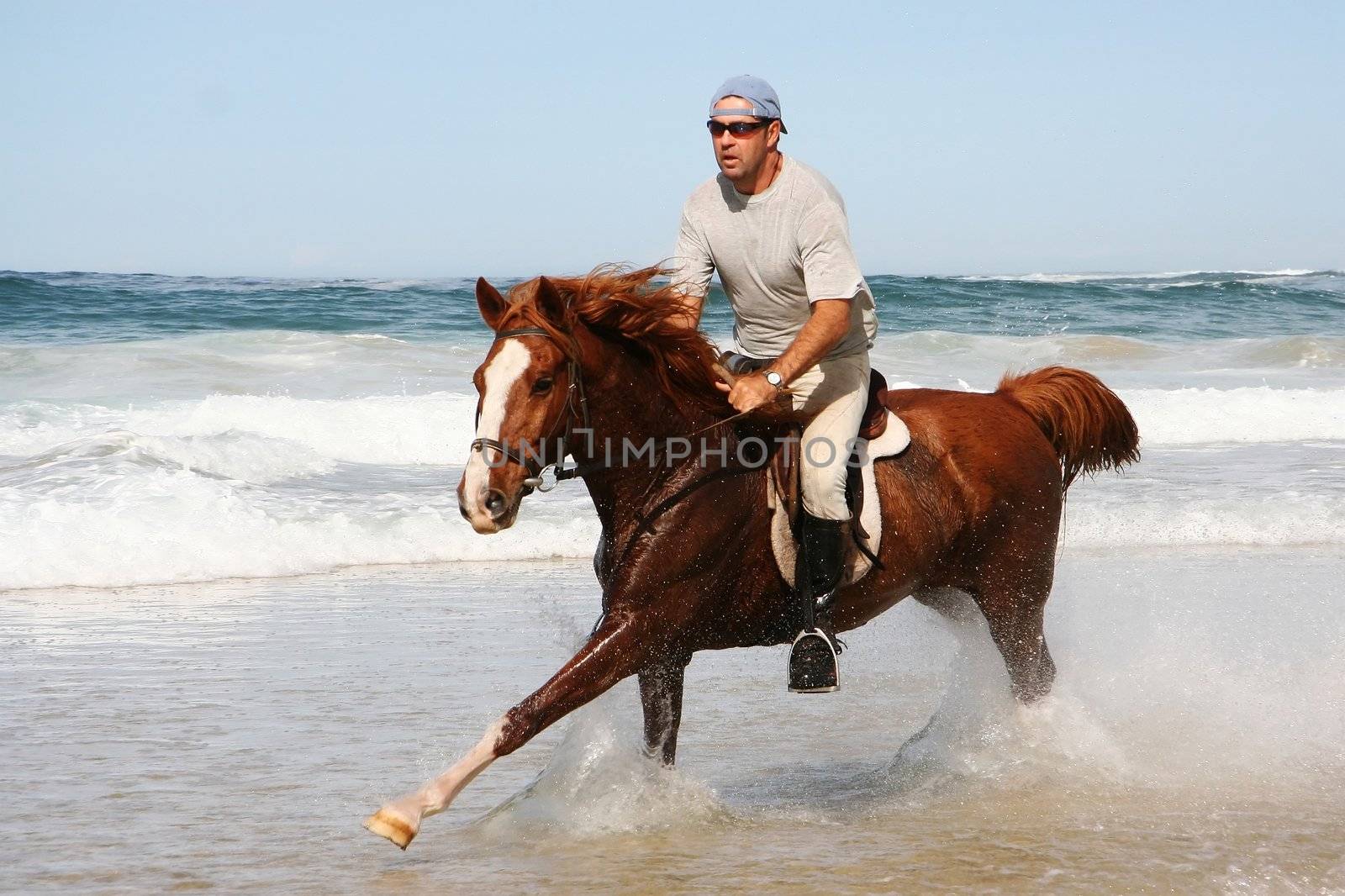 Galloping brown horse and rider in the shallow water at the beach