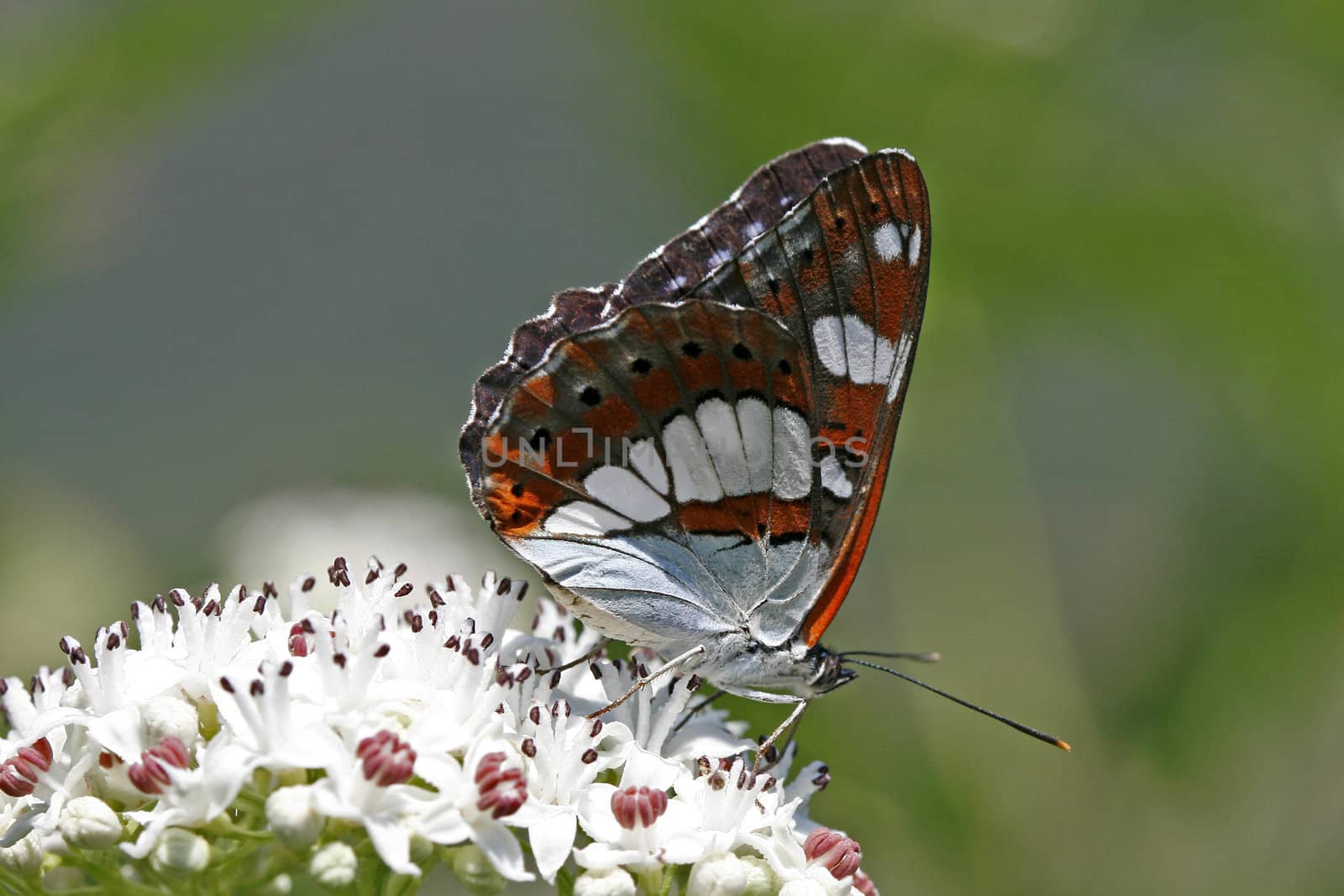 Limenitis reducta, Southern White Admiral by Natureandmore