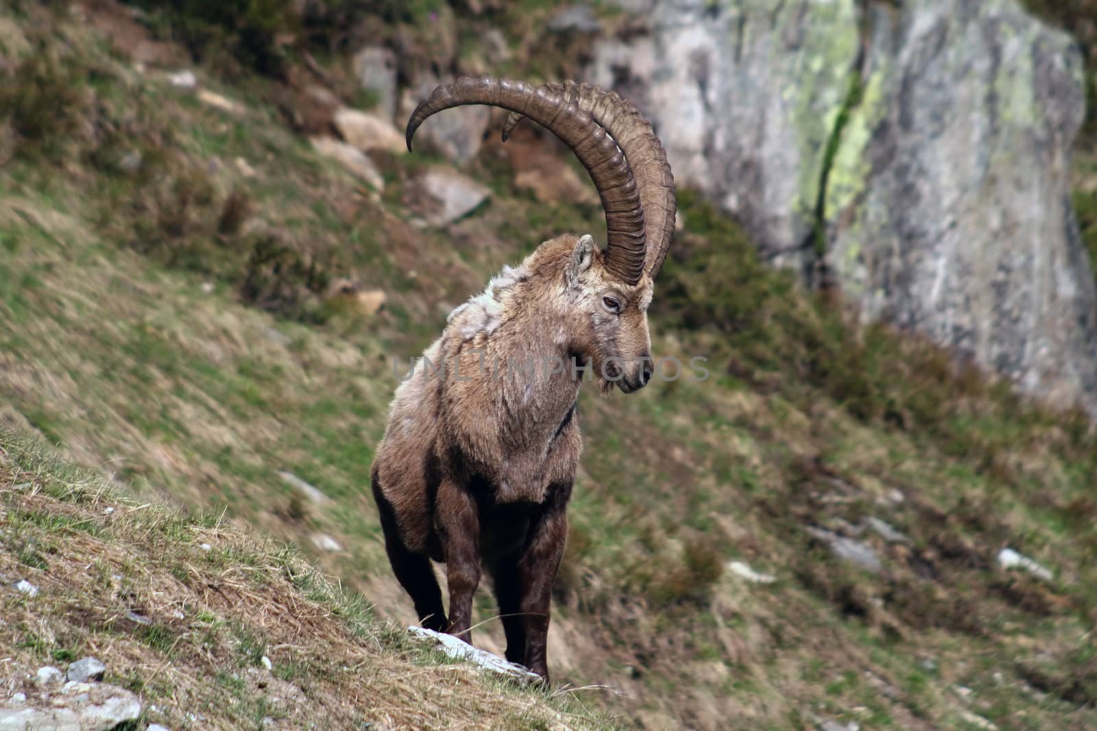 Old Capra Ibex by monner