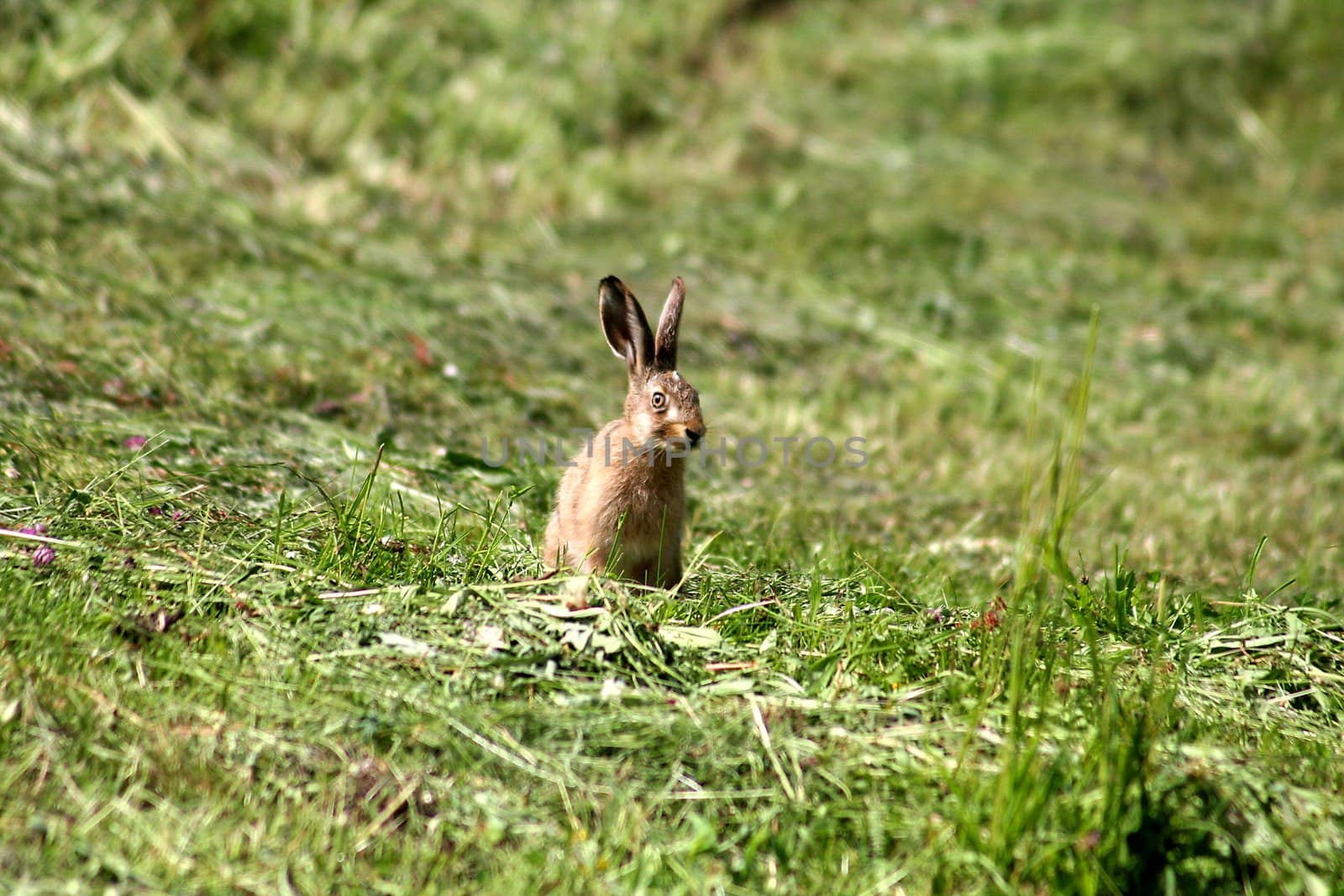 Young Rabbit by monner