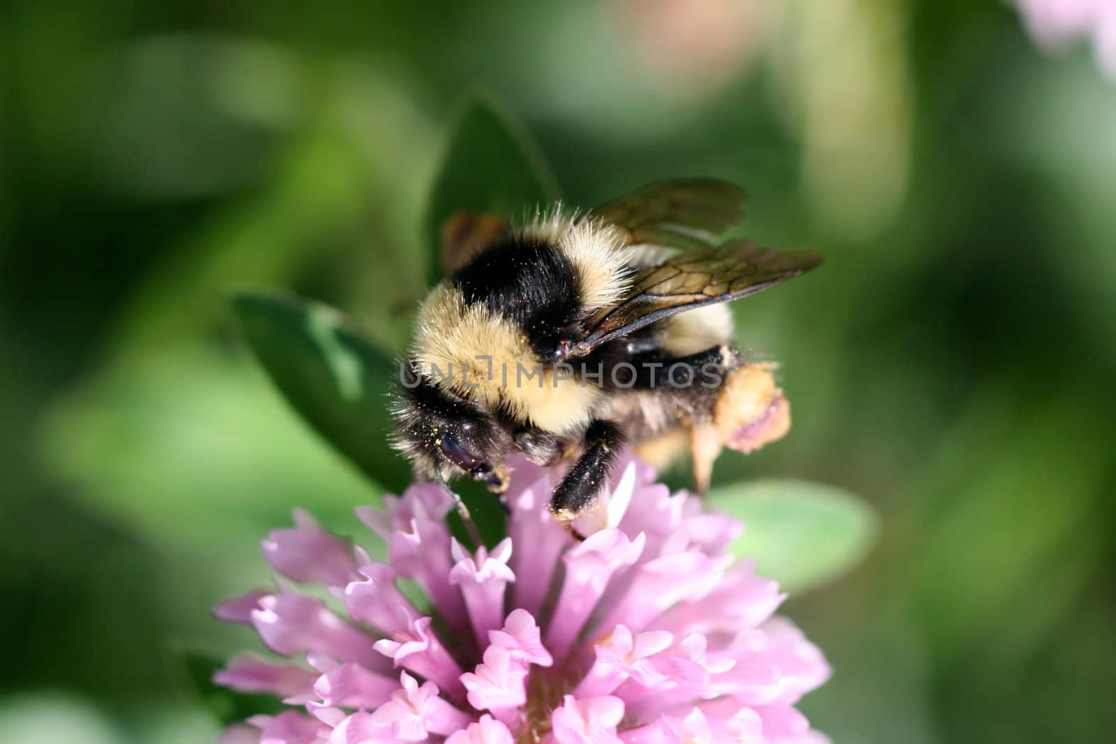 Close view of a bumblebee sucking nectar on a red clover 