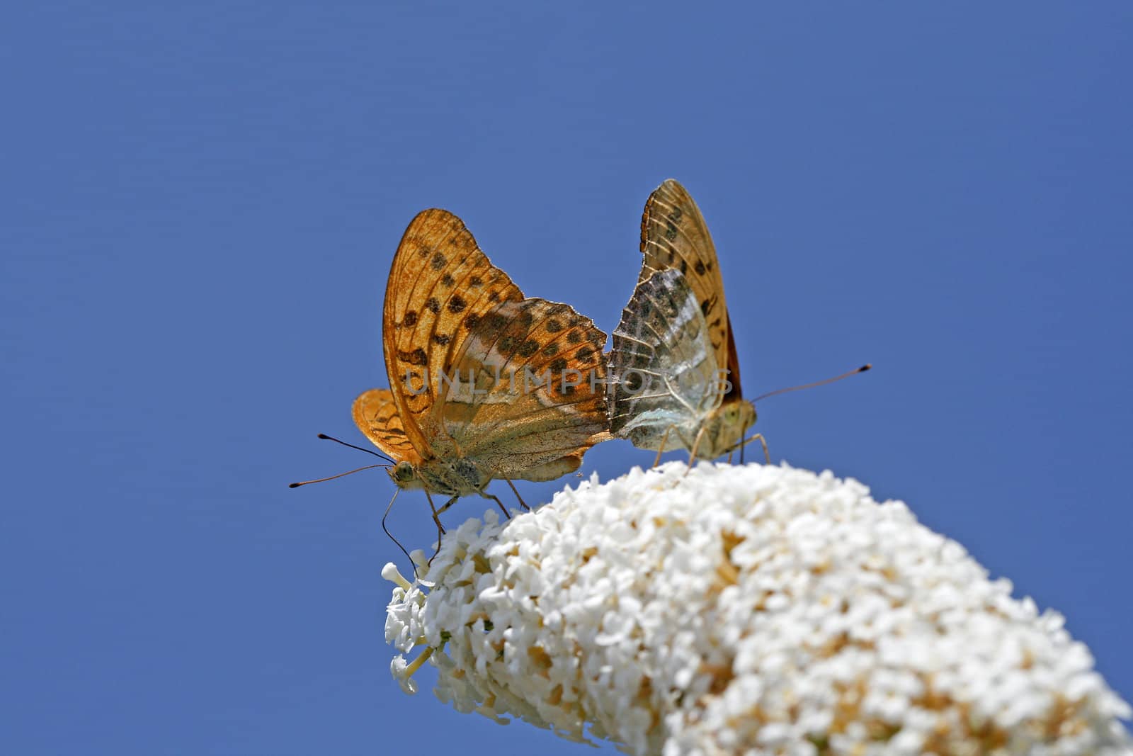 Argynnis paphia, Silver-washed Fritillary, Kaisermantel by Natureandmore