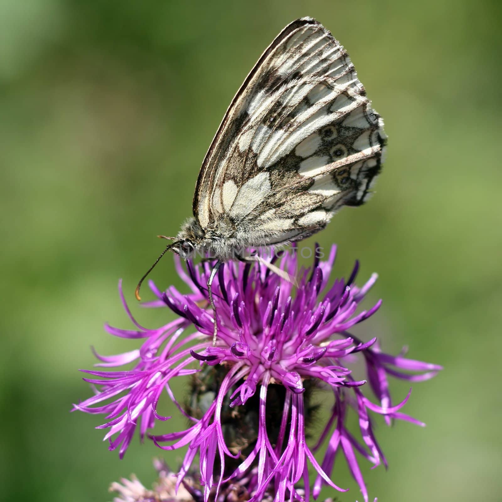 Close view of a butterfly (melanargia galathea) sucking nectar on a violet flower 