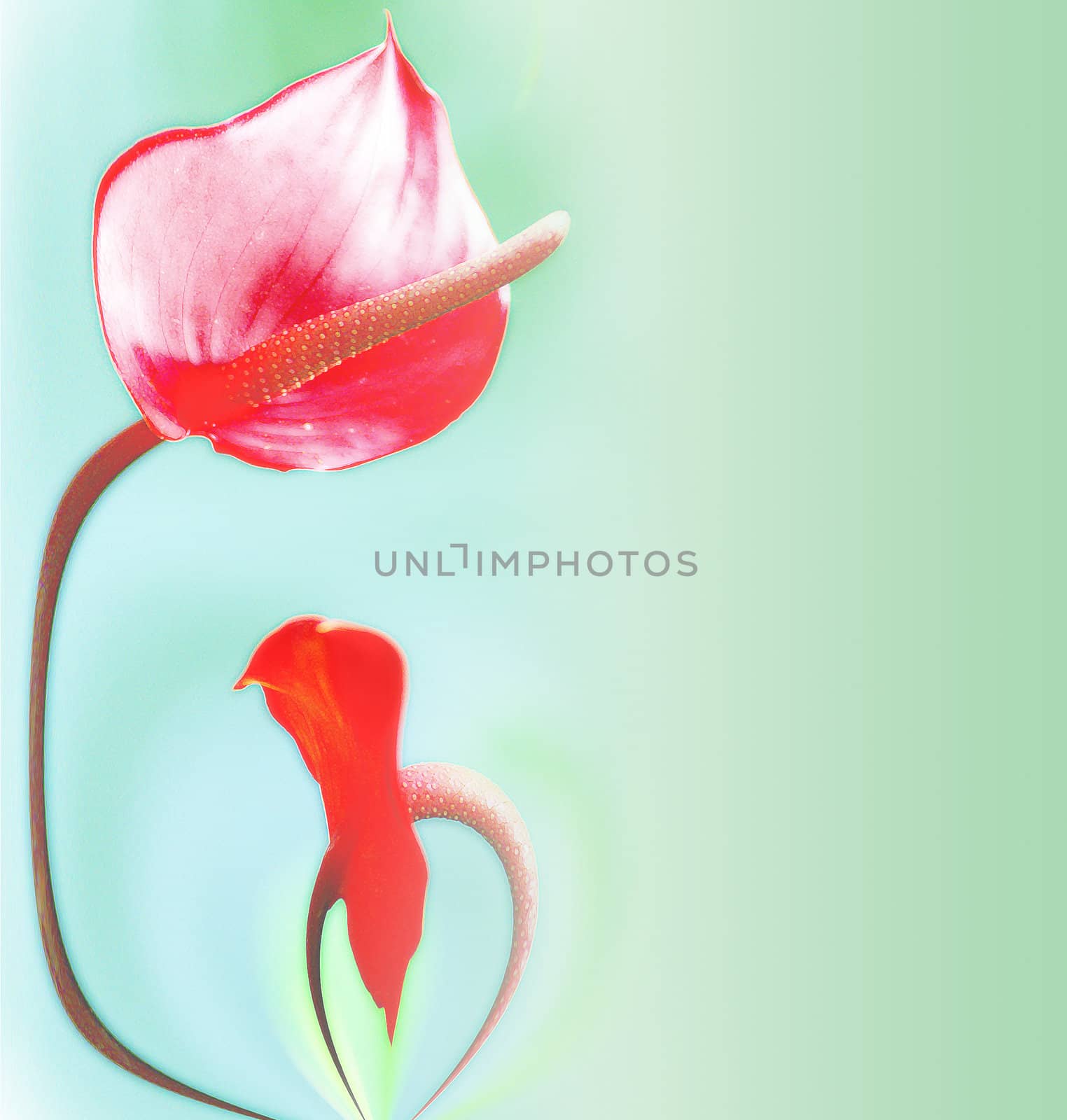 abstract lily background by Maya