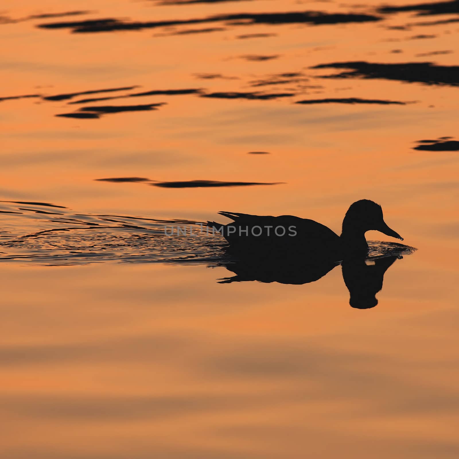 Duck swimming in a lake at sunset
