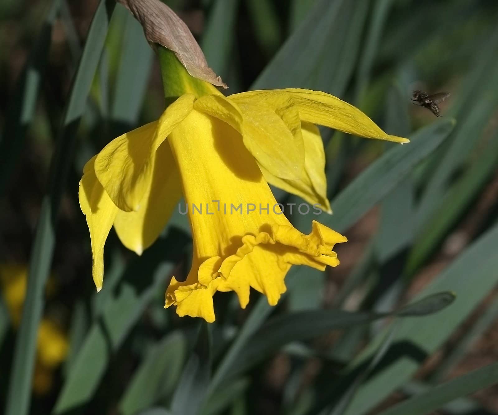 Close view of a daffodil with a fly