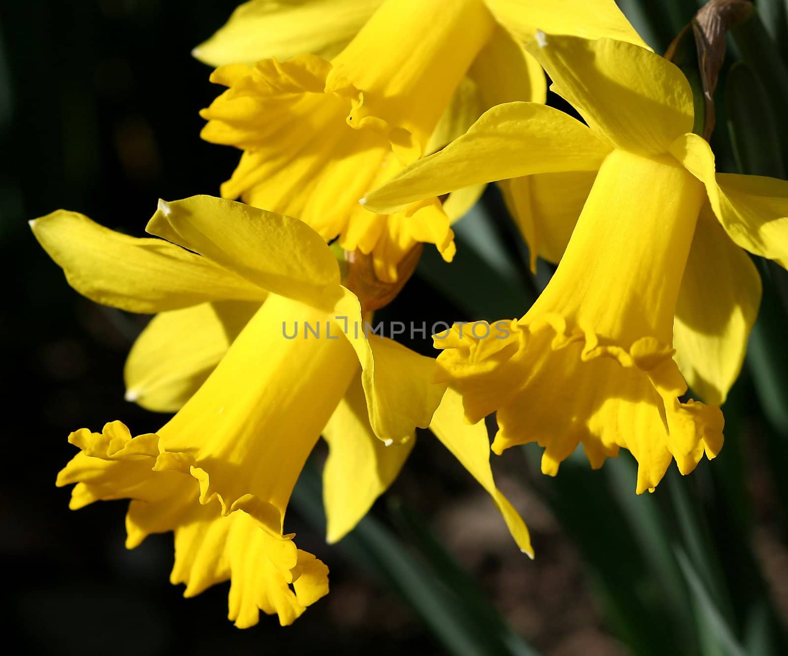 Daffodil by monner