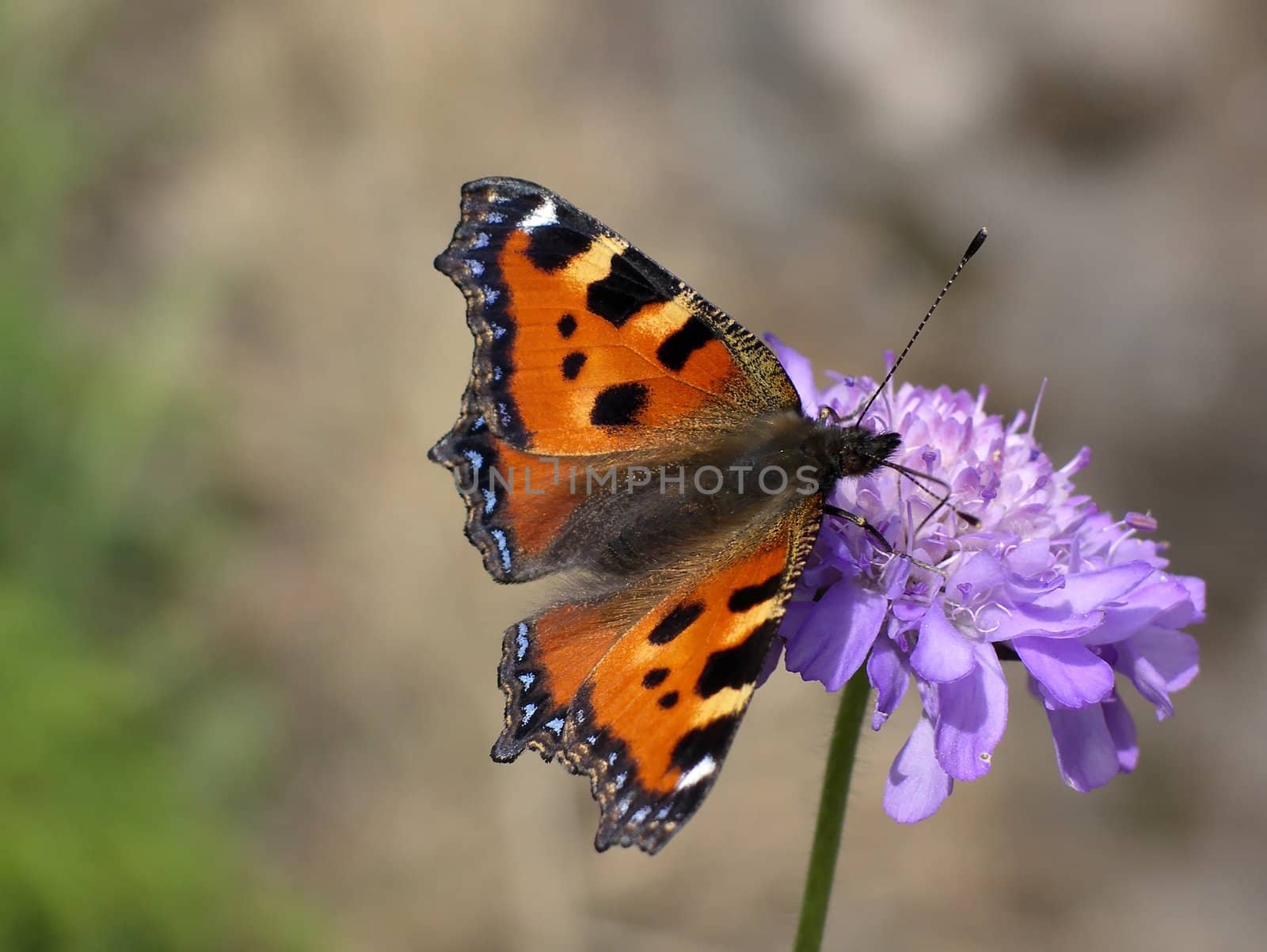 Close view of a butterfly sucking nectar on a flower (knautia arvensis)