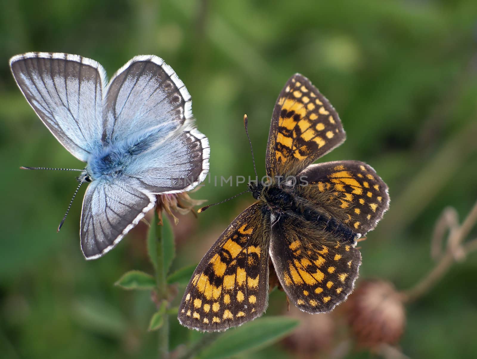 View of two different butterflies laying close together 