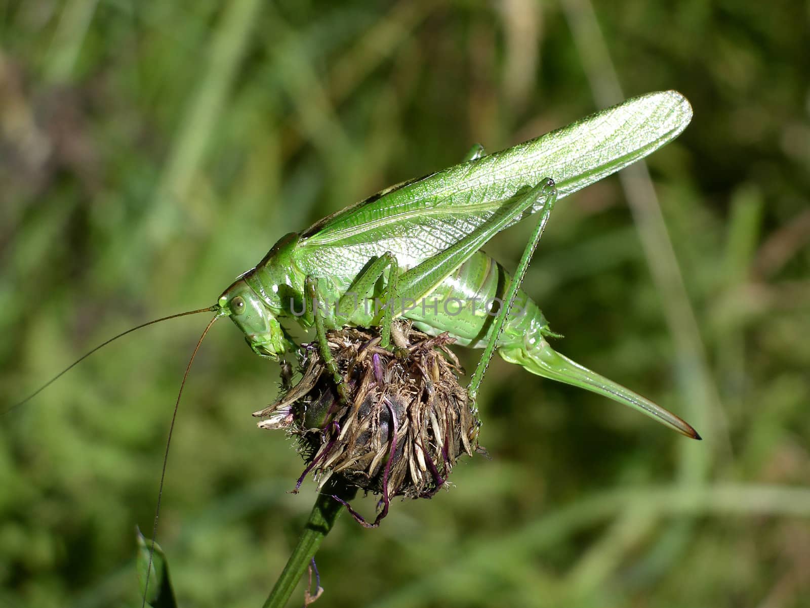 Grasshopper  by monner
