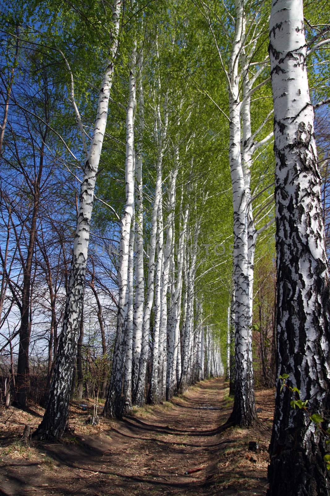 spring birch woods alley by Mikko