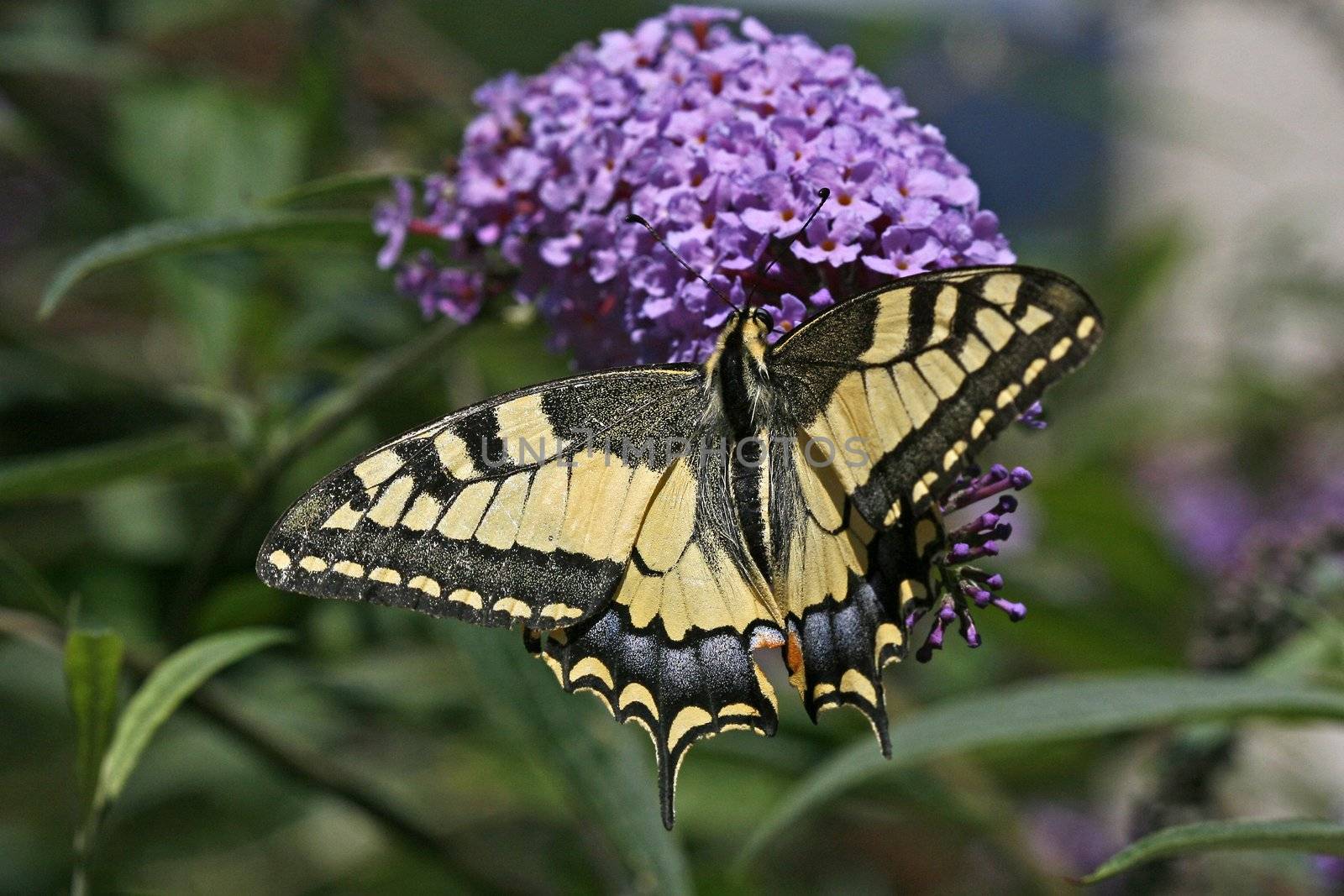Papilio machaon, Old World Swallotail, Schwalbenschwanz