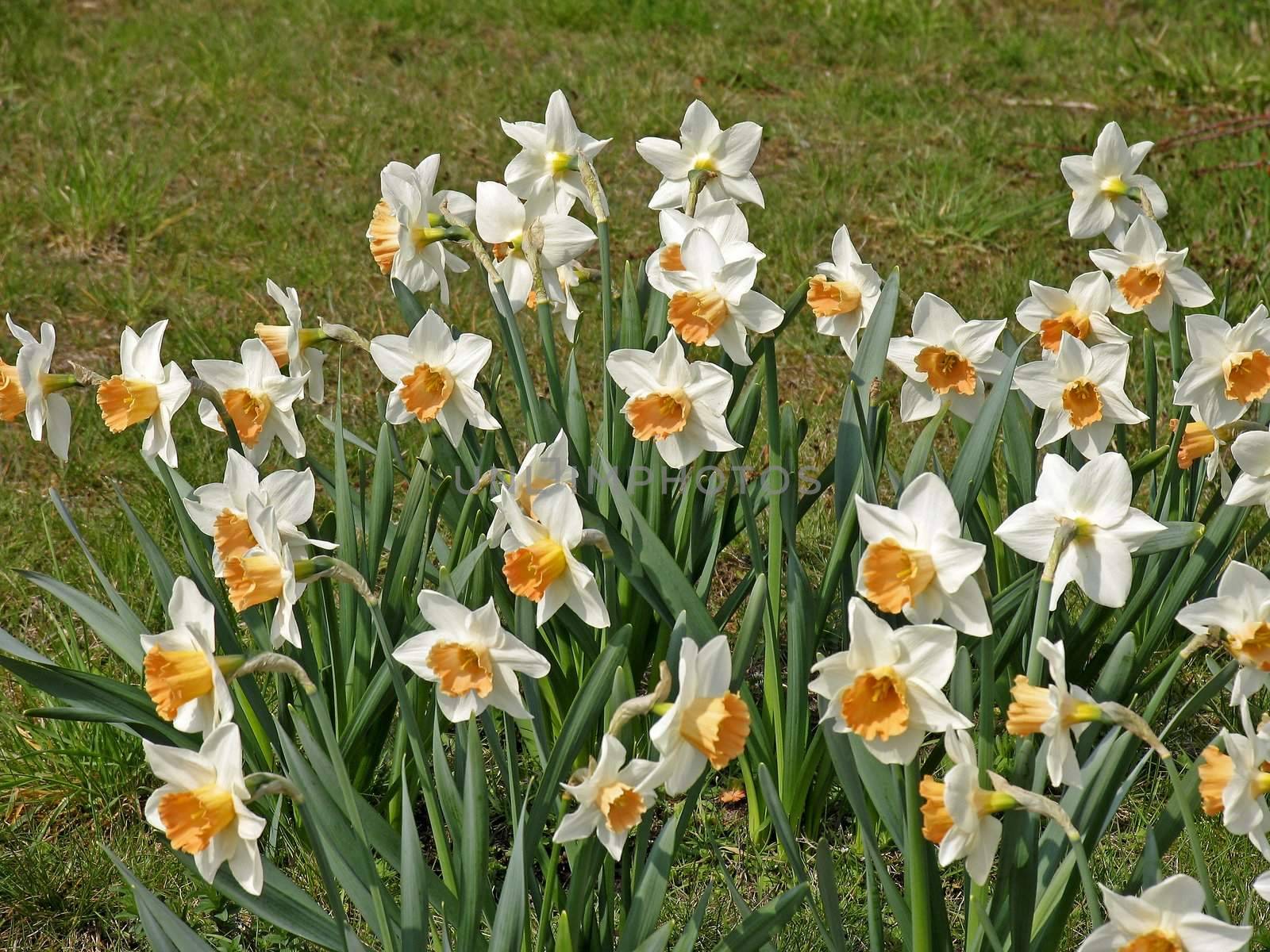 Narcissus, Osterglocke