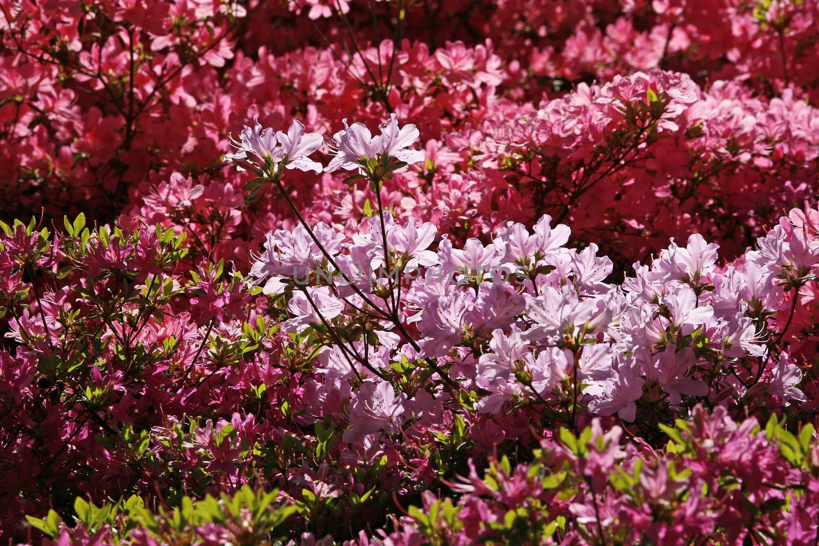 Rhododendron-Hybride, Japanese Azalea by Natureandmore