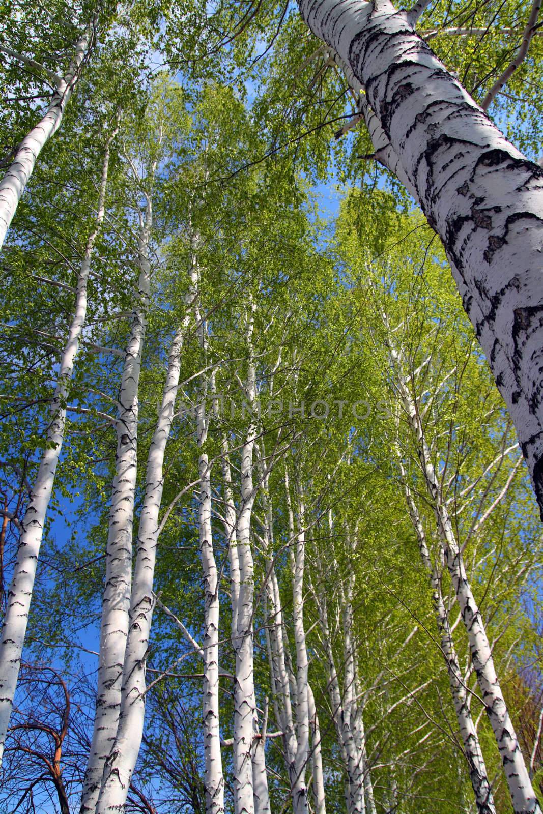 spring in birch tree woods by Mikko