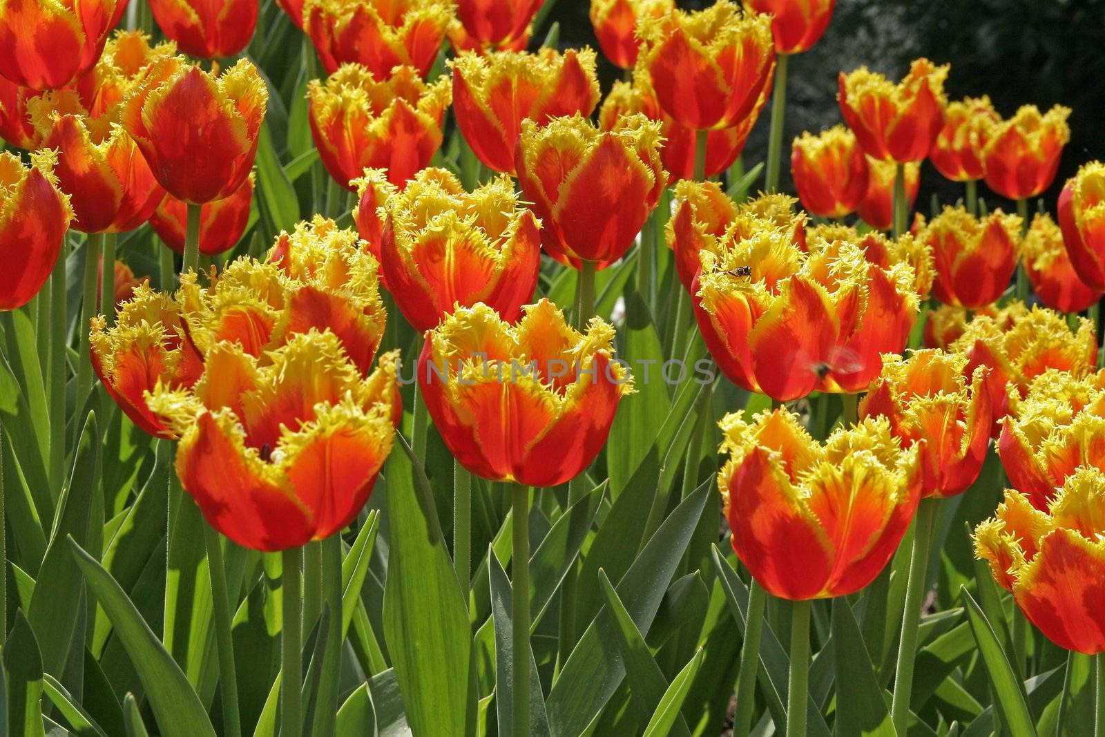 Tulipa 'Davenport', Gefranste Tulpe