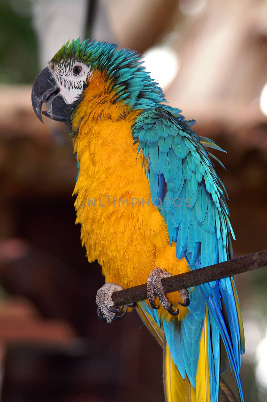 colorful parrot background