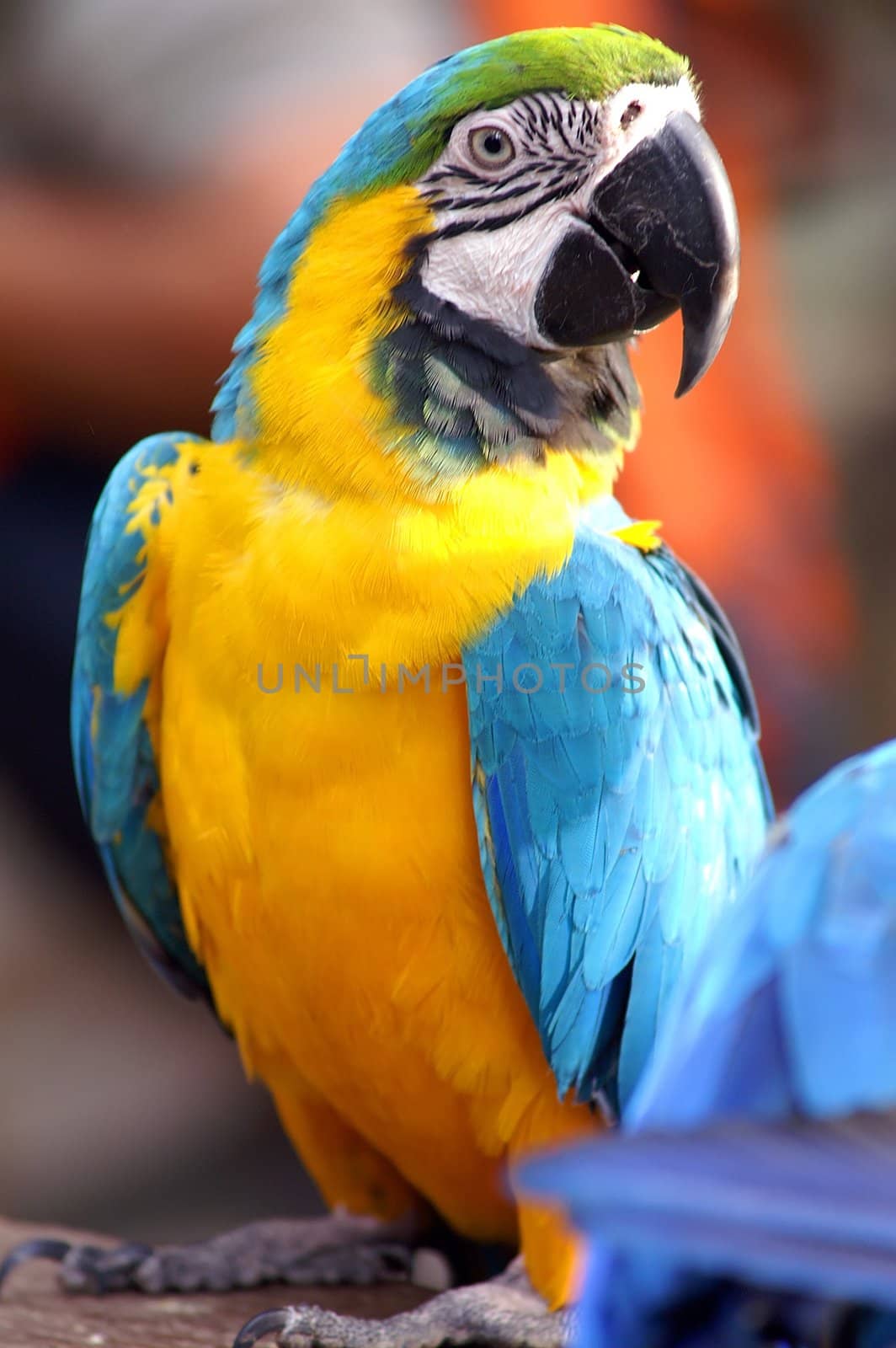 colorful parrot background