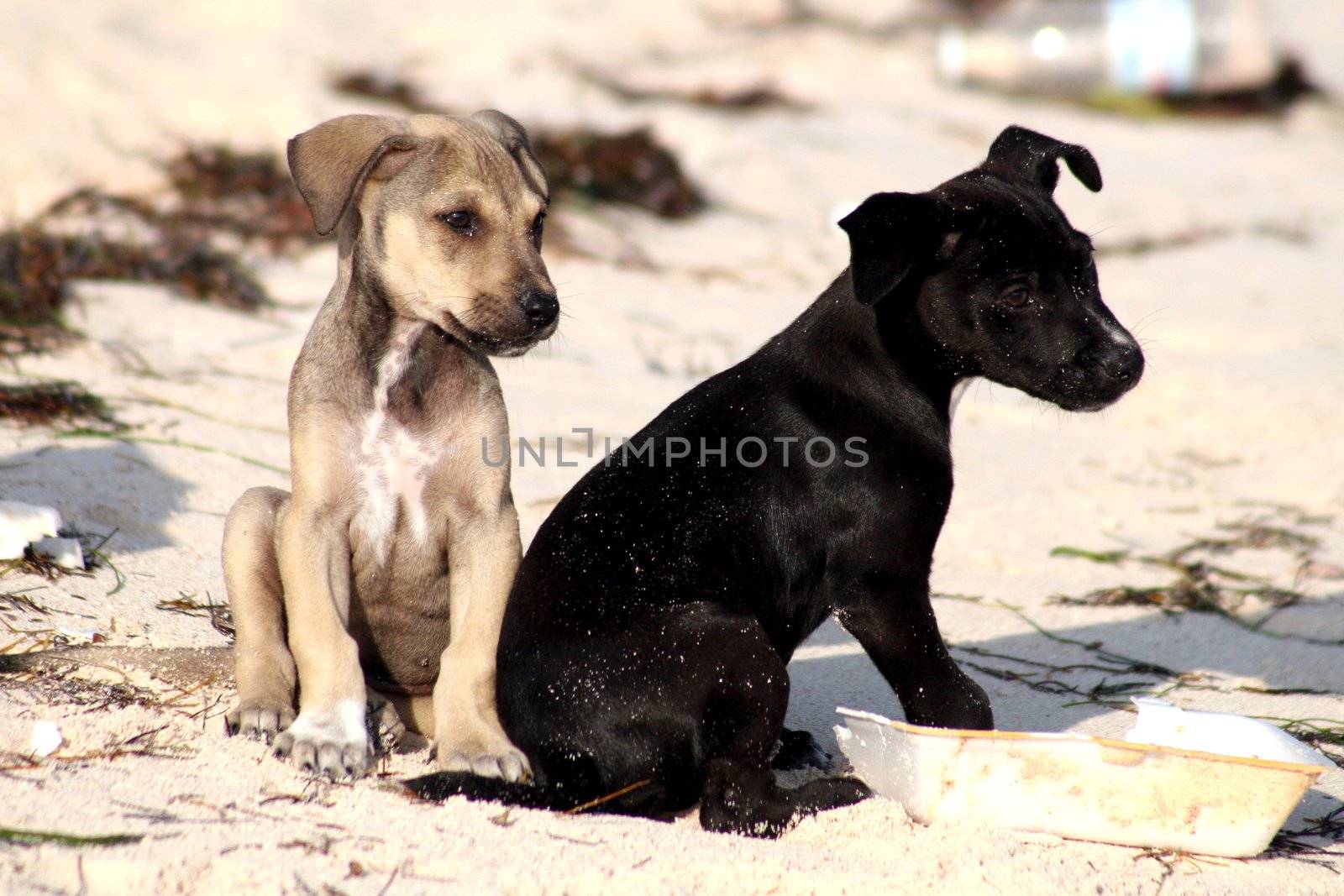 Two puppy dogs sitting in the sand
