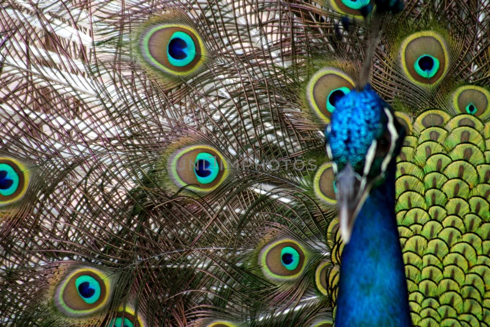 Peacock by monner