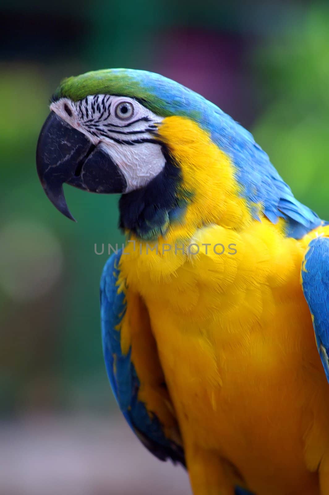 colorful parrot background