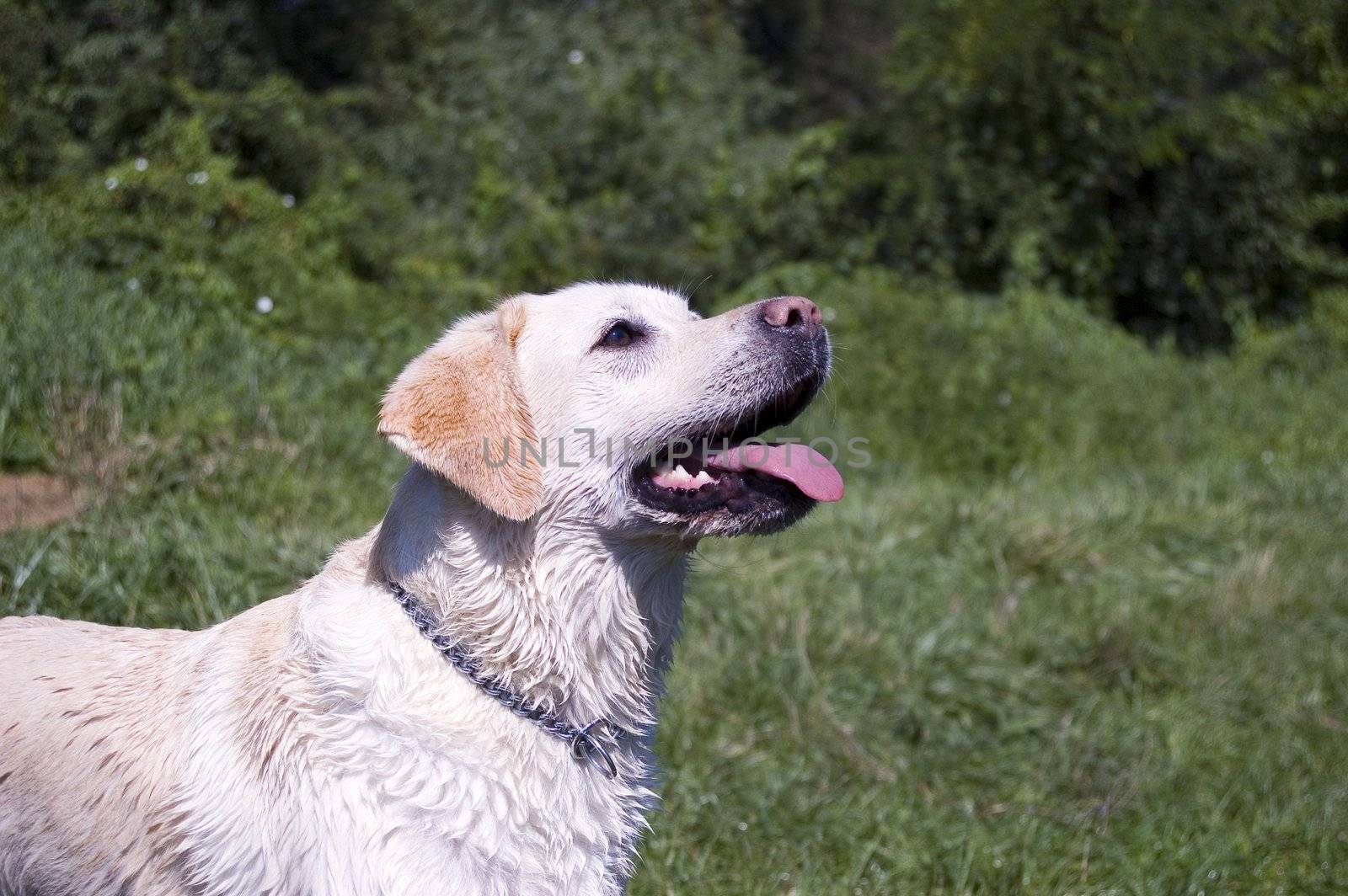 labrador by PaZo