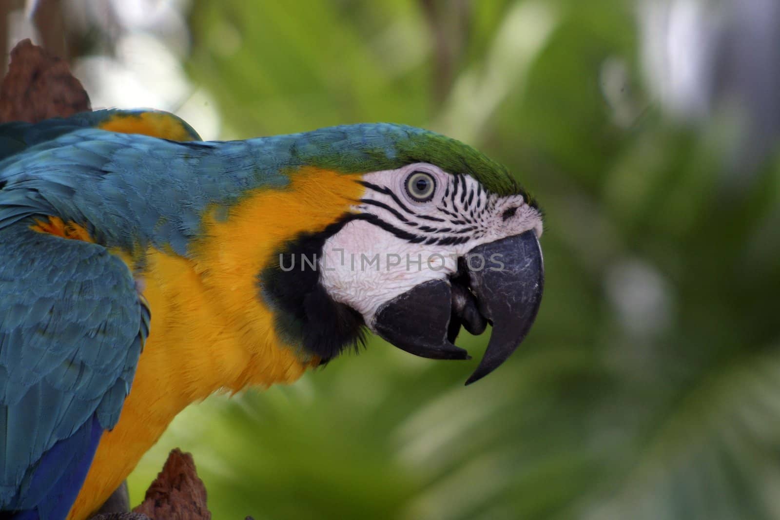 Colorful Macaw by monner