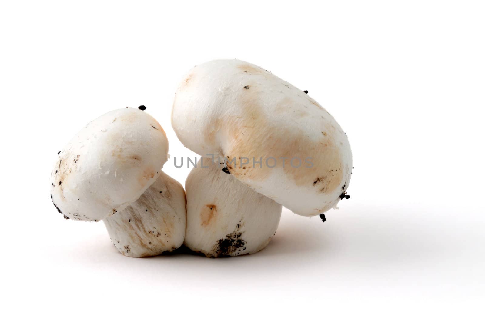 mushrooms by PaZo