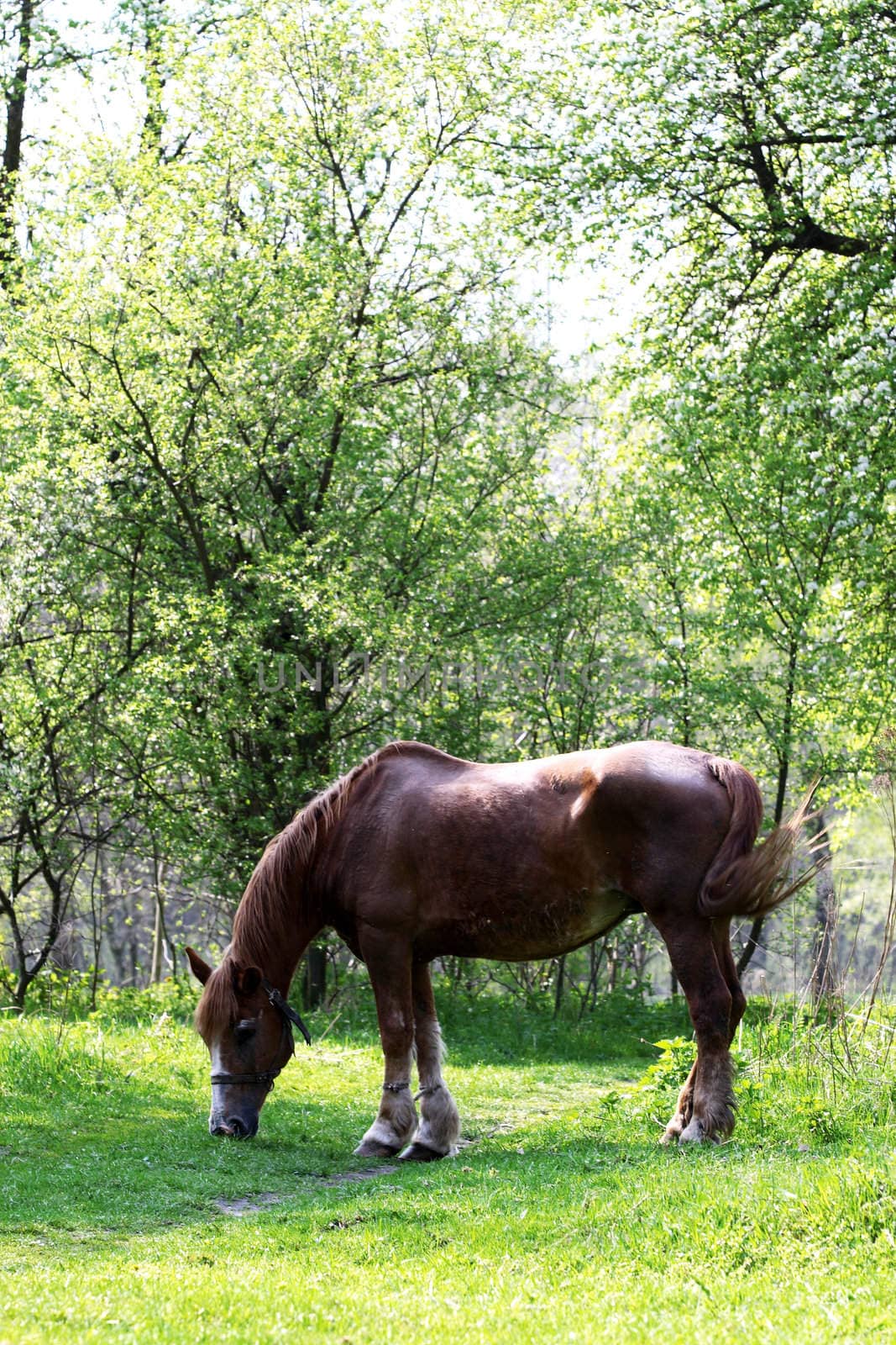 horse on road in forest