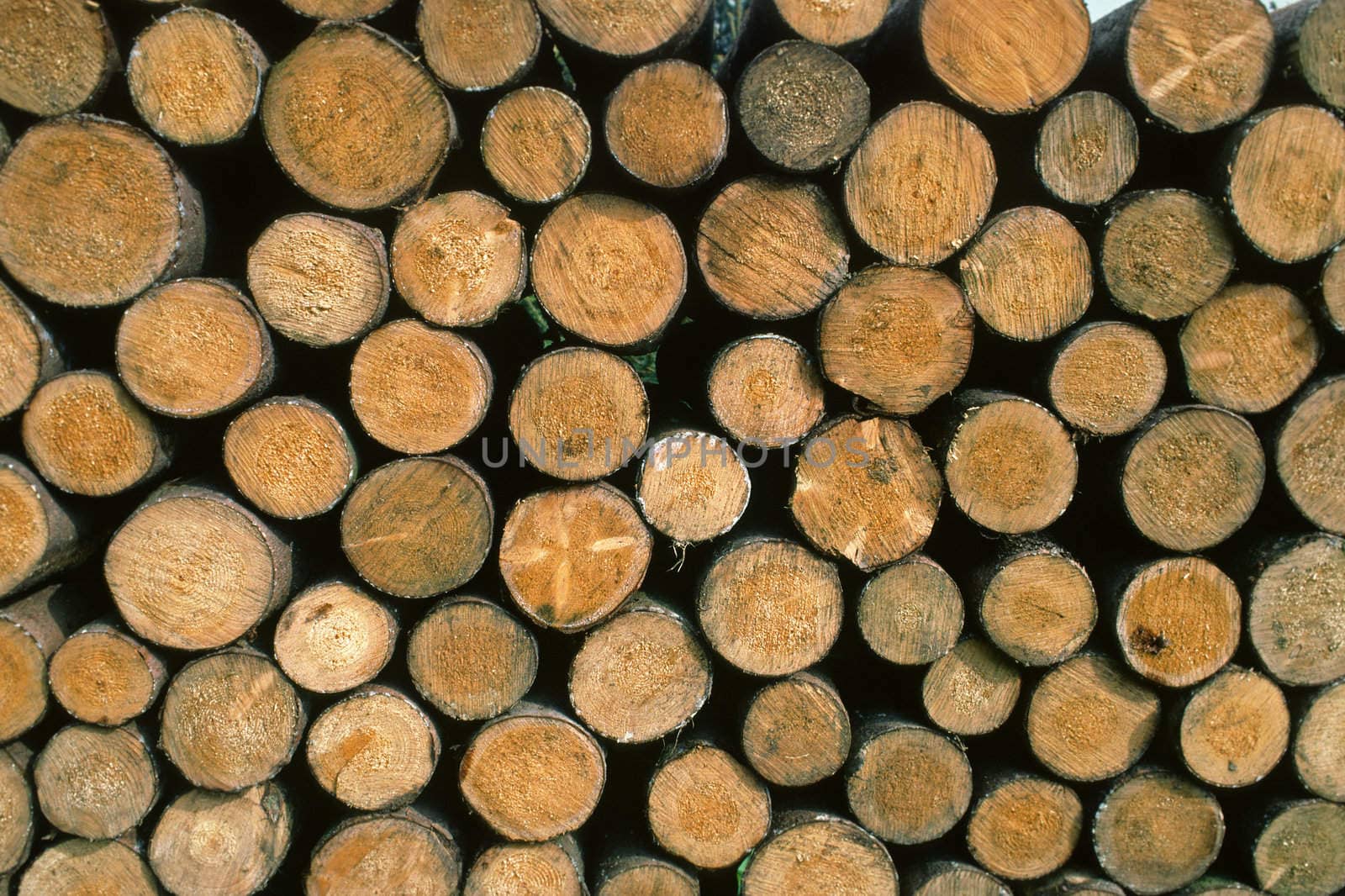 Wood by Natureandmore