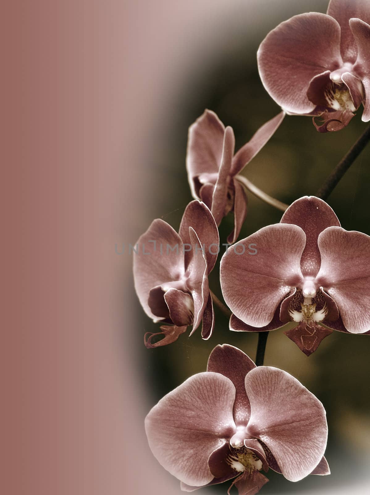 vintage orchid background