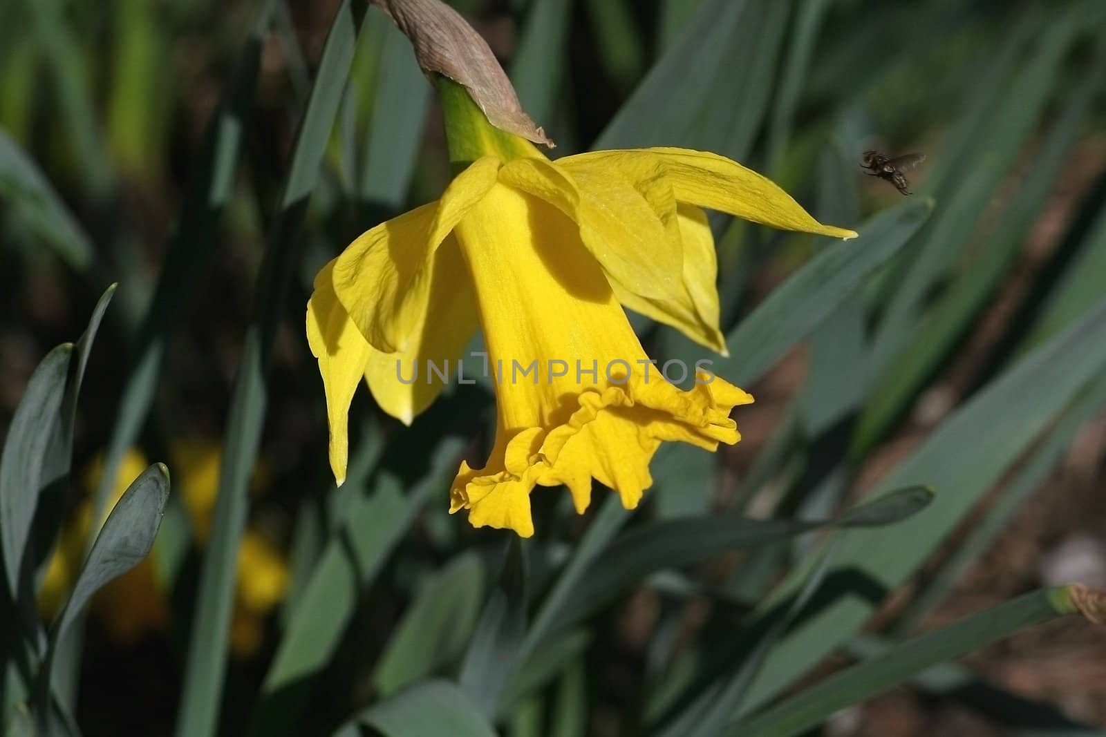 Daffodil with fly by monner