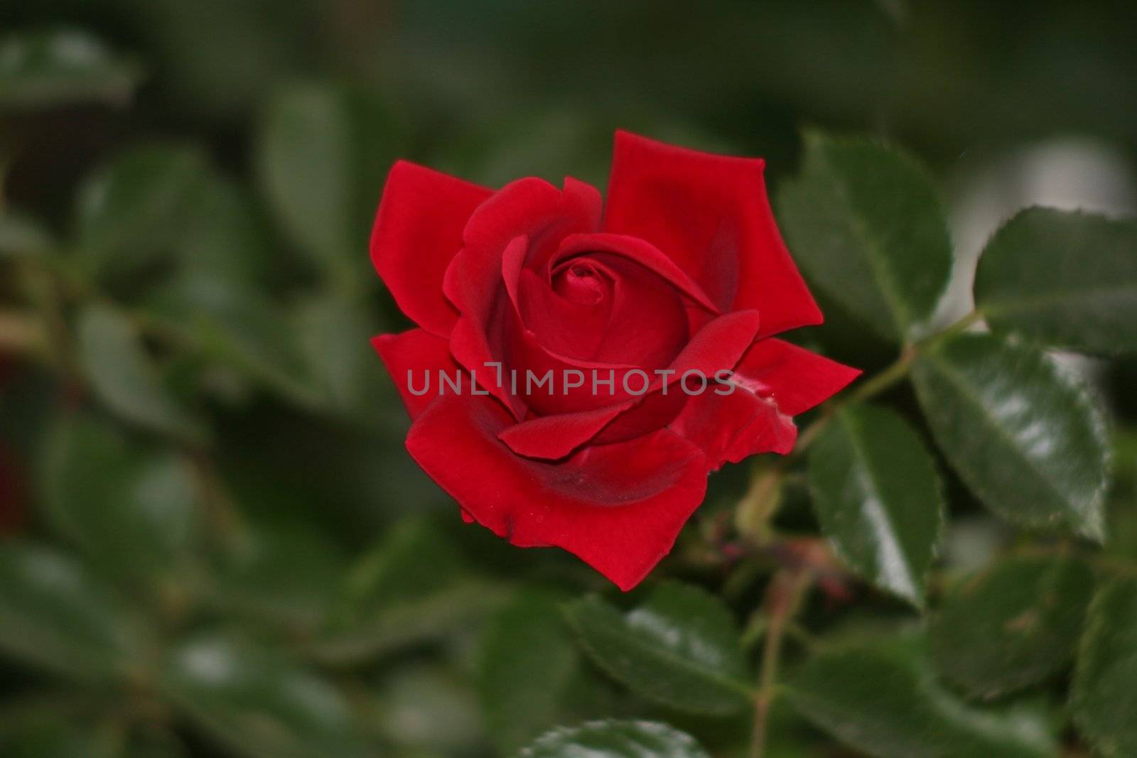 Red Rose by monner