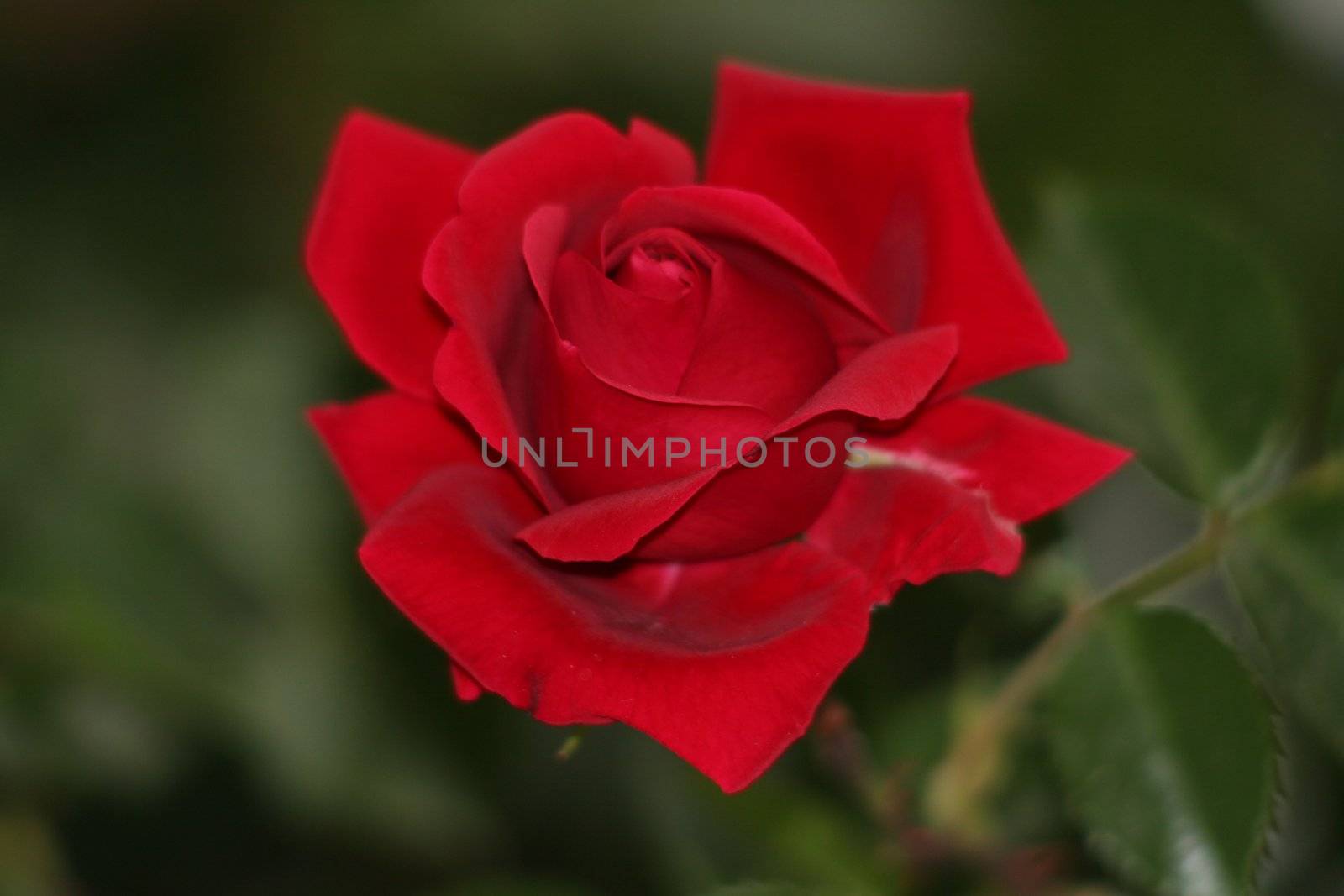 Red Rose by monner