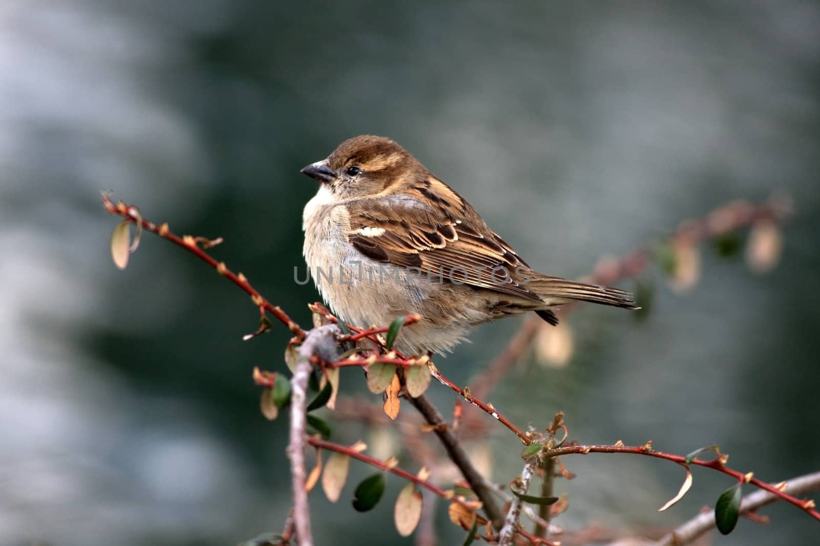 Close view of a sparrow sitting on a bush